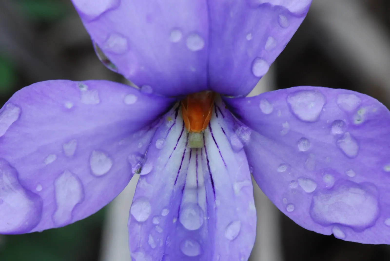 Bird's Foot Violet (Viola Pedata) — nodding effect in the breeze.<br><br>Preferring well-drained and sandy soils; regular deadheading of spent, image 77