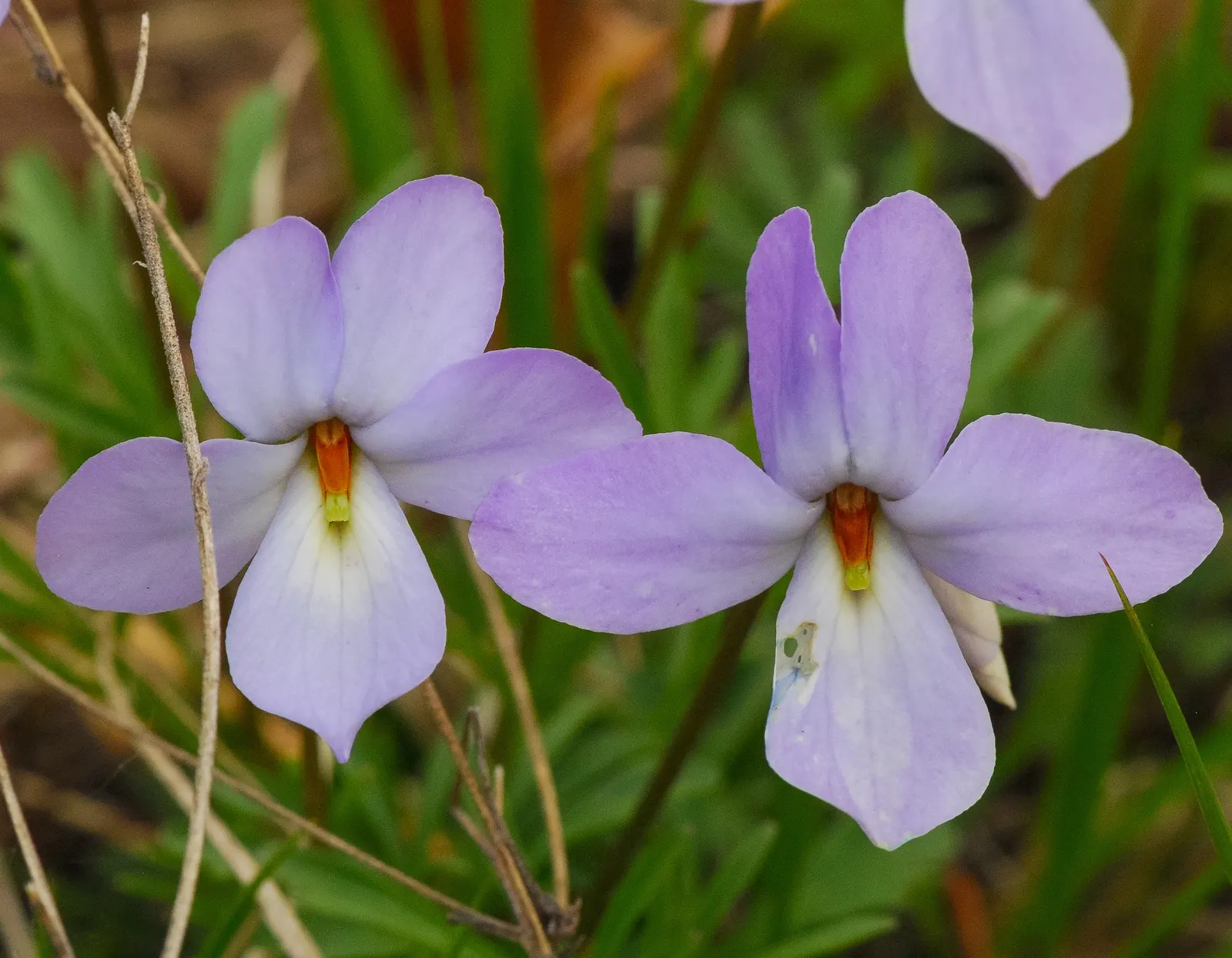 Bird's Foot Violet (Viola Pedata) — with a similar spread.<br><br>Flowering in the spring; making it a good choice for rock gardens, image 72