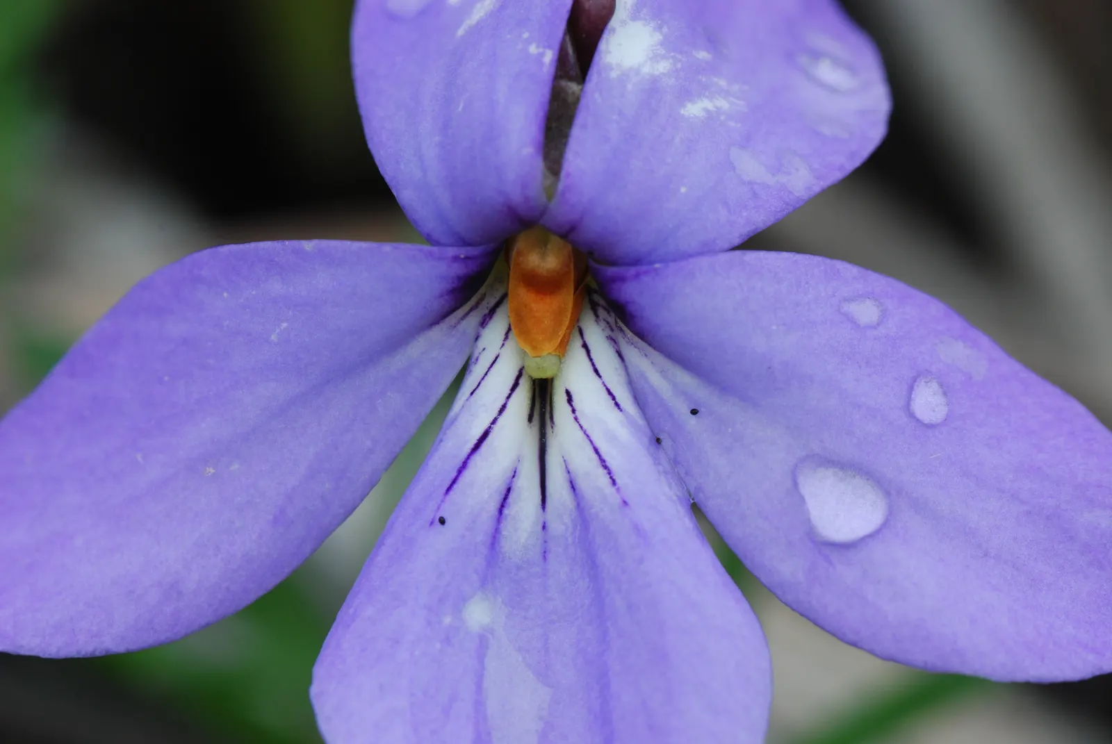 Bird's Foot Violet (Viola Pedata) — often with contrasting orange centers that attract pollinators such as bees and butterflies; with a similar, image 75
