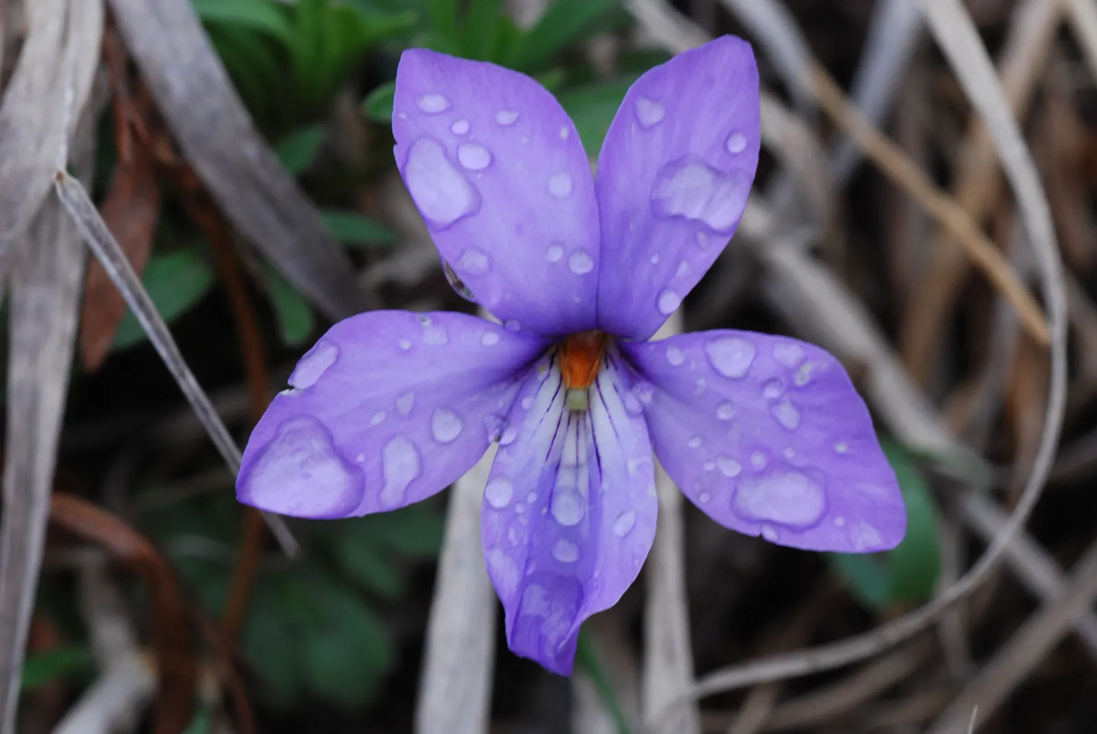 Bird's Foot Violet (Viola Pedata) — This charming perennial is native to the eastern United States and is celebrated for its unusual; plant the, image 68