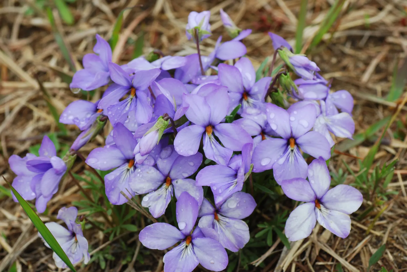 Bird's Foot Violet (Viola Pedata) — The flowers are about 1 inch in diameter and rise above the foliage on slender stalks up to 8 inches tall