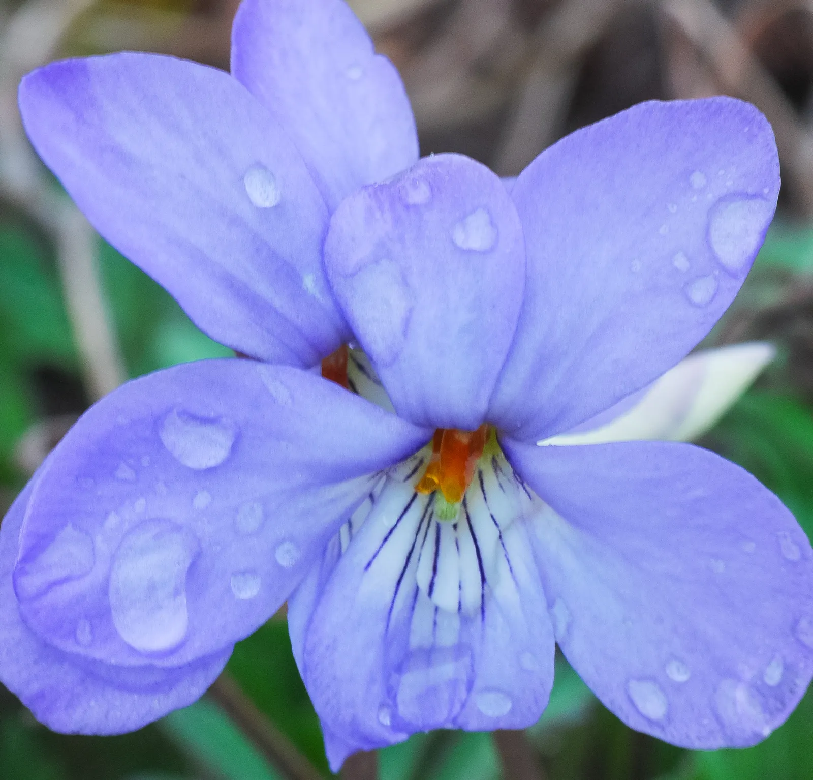 Bird's Foot Violet (Viola Pedata) — nodding effect in the breeze.<br><br>Preferring well-drained and sandy soils