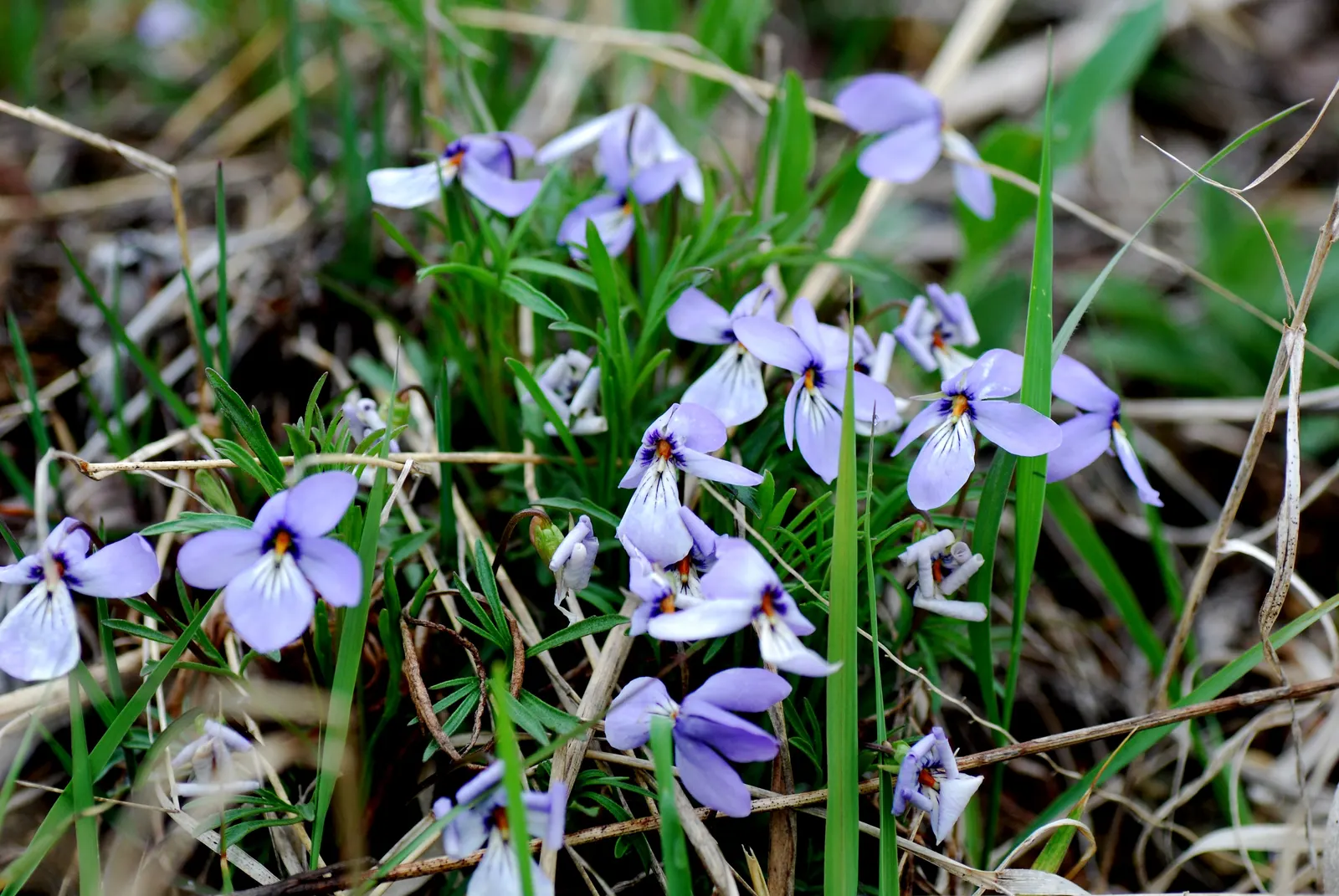 Bird's Foot Violet (Viola Pedata) — ground cover / perennial for half or shade; ensuring that this plant remains a focal point of the landscape well into the