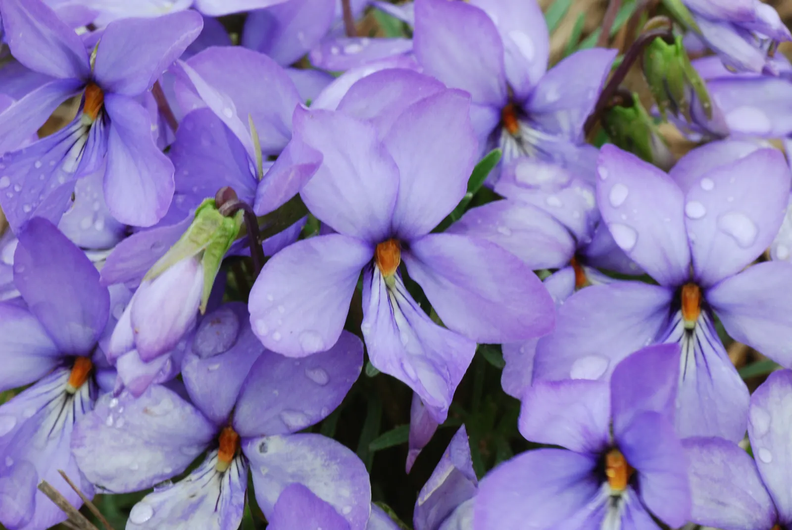Bird's Foot Violet (Viola Pedata) — rocky soils.<br><br>For an effective landscape design; notable for its distinctive