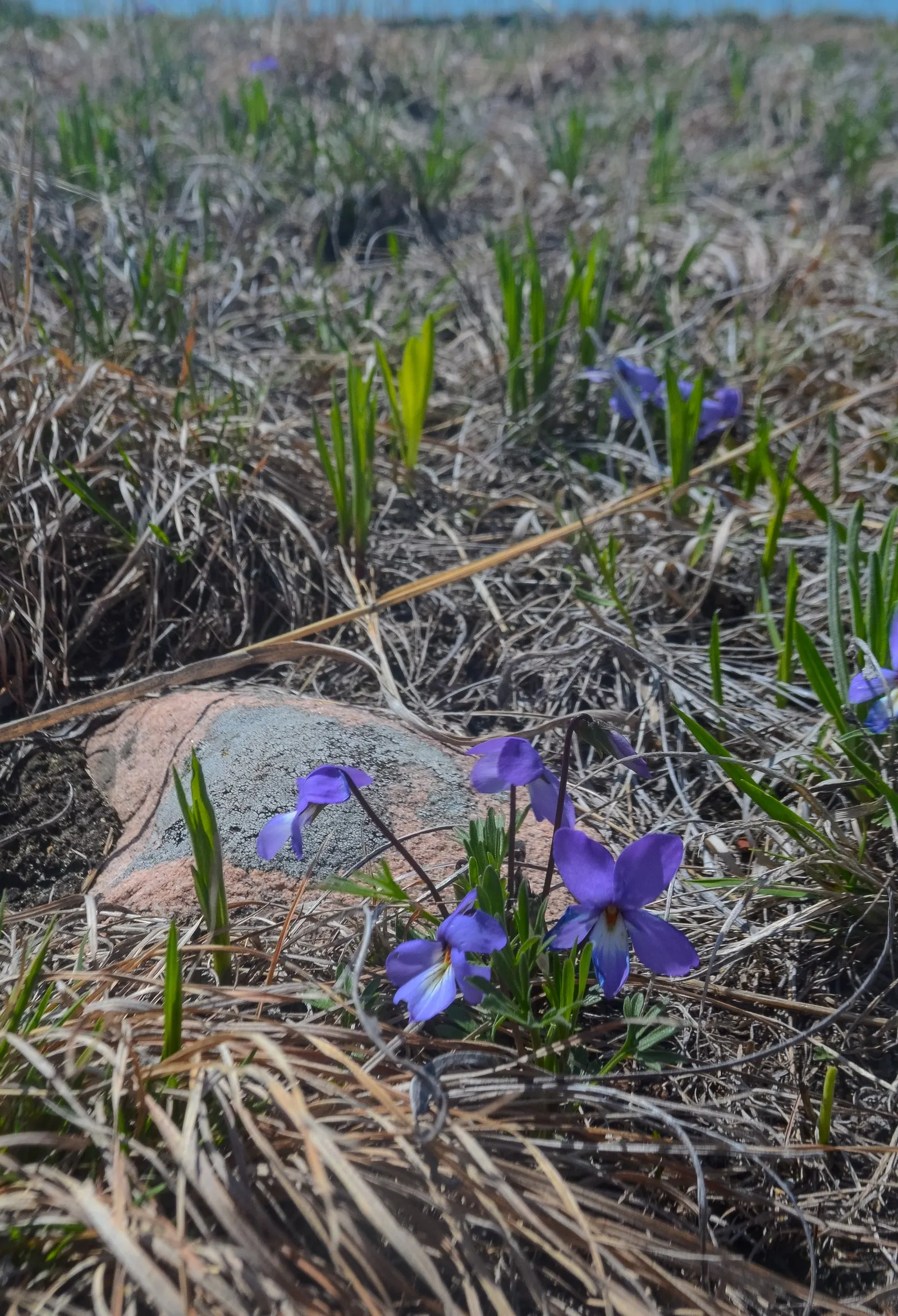 Bird's Foot Violet (Viola Pedata) — Regular deadheading of spent blossoms can encourage a longer blooming period; ground cover / perennial with blue and purple
