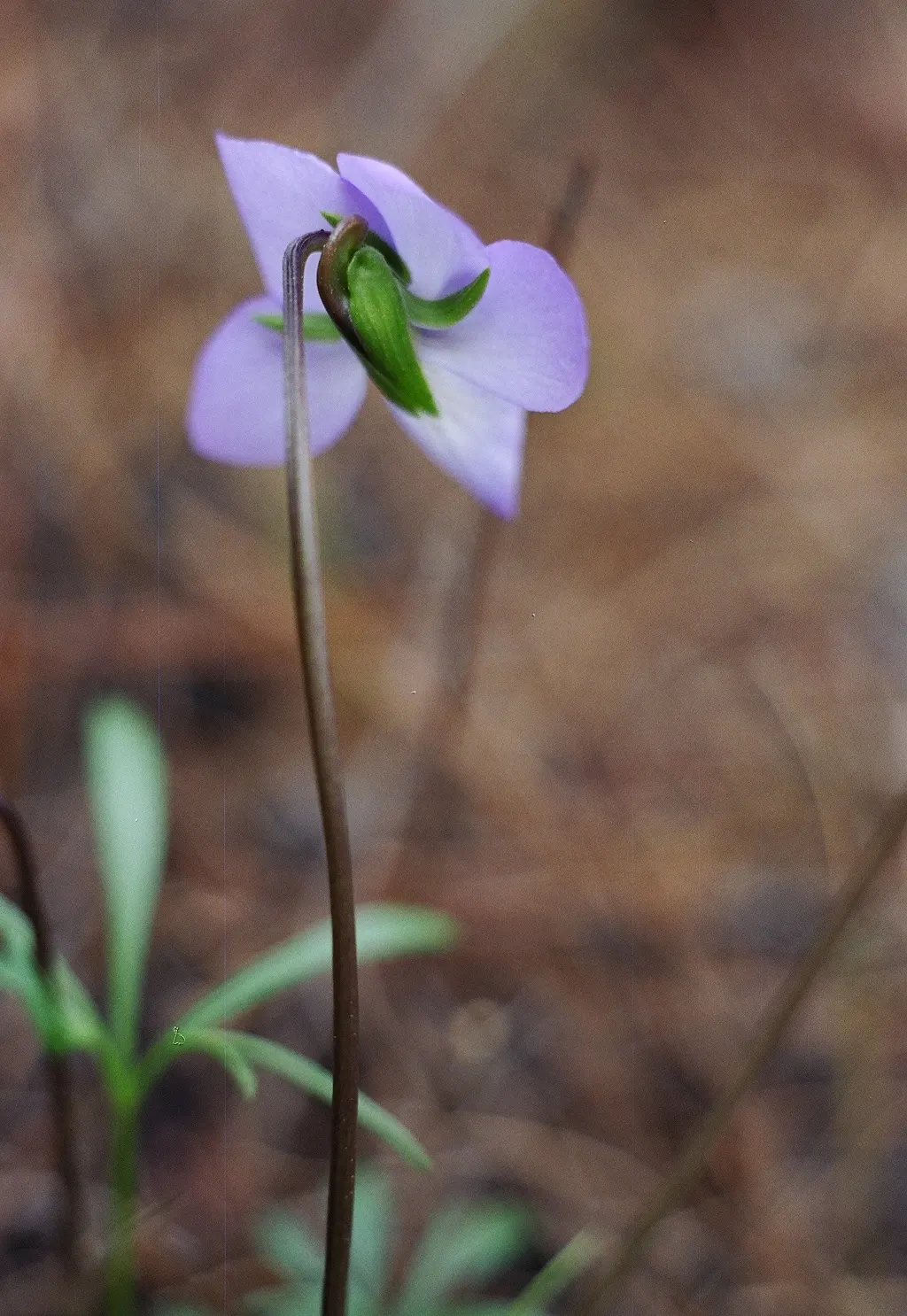 Bird's Foot Violet (Viola Pedata) — reaching a modest height of 3-6 inches; deeply lobed leaves resembling a bird‚Äôs foot, image 65
