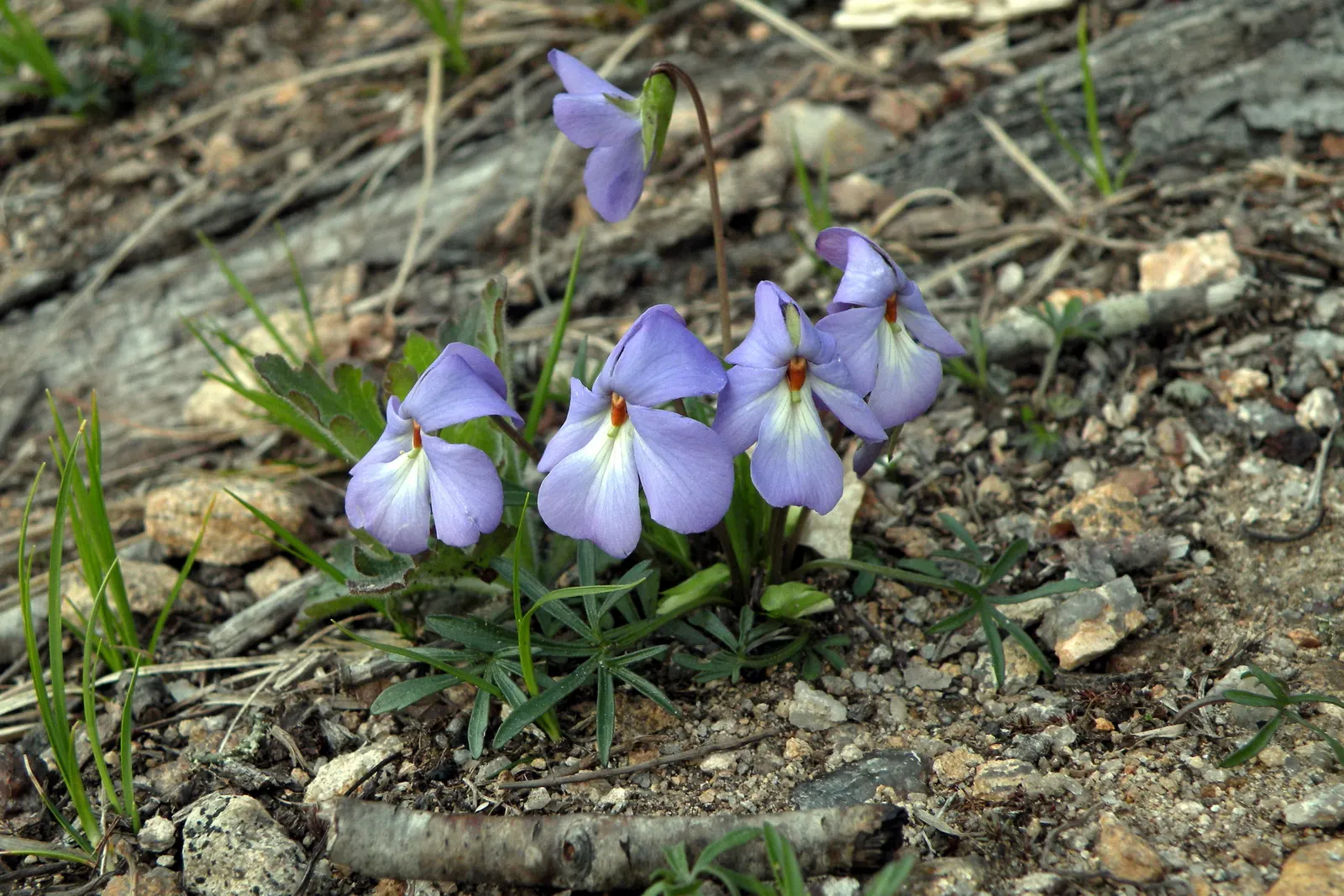 Bird's Foot Violet (Viola Pedata) — reaching a modest height of 3-6 inches; deeply lobed leaves resembling a bird‚Äôs foot