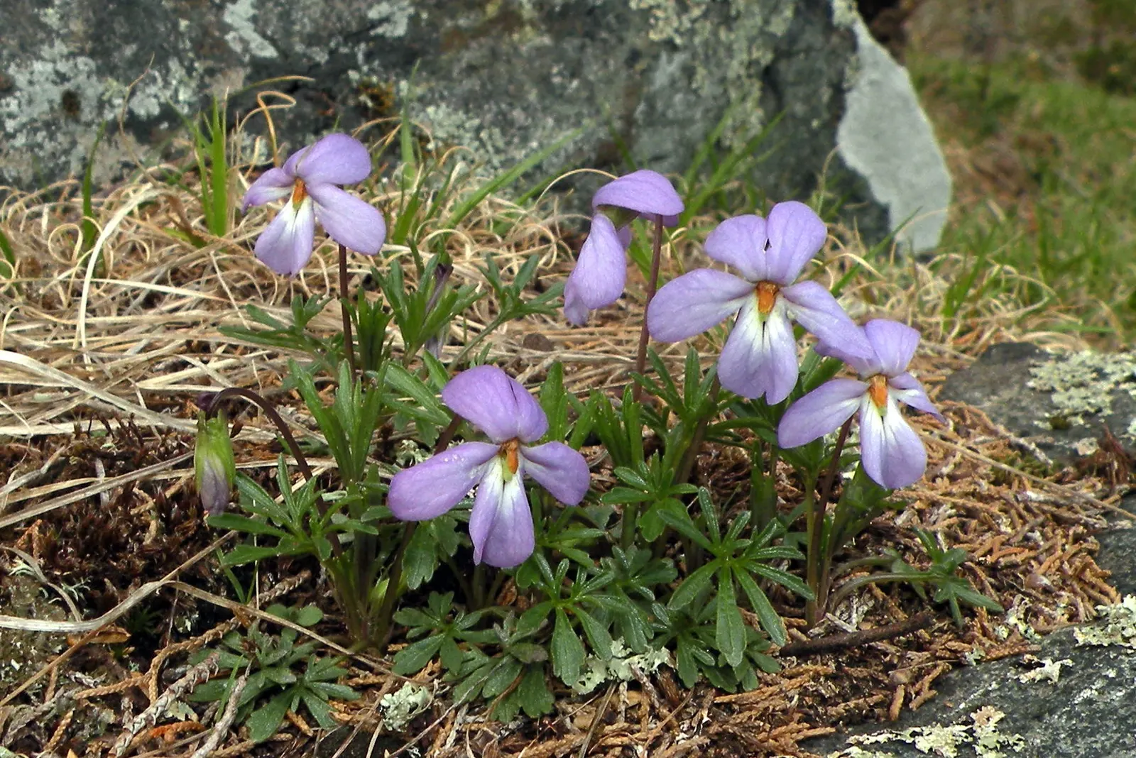 Bird's Foot Violet (Viola Pedata) — making it a good choice for rock gardens