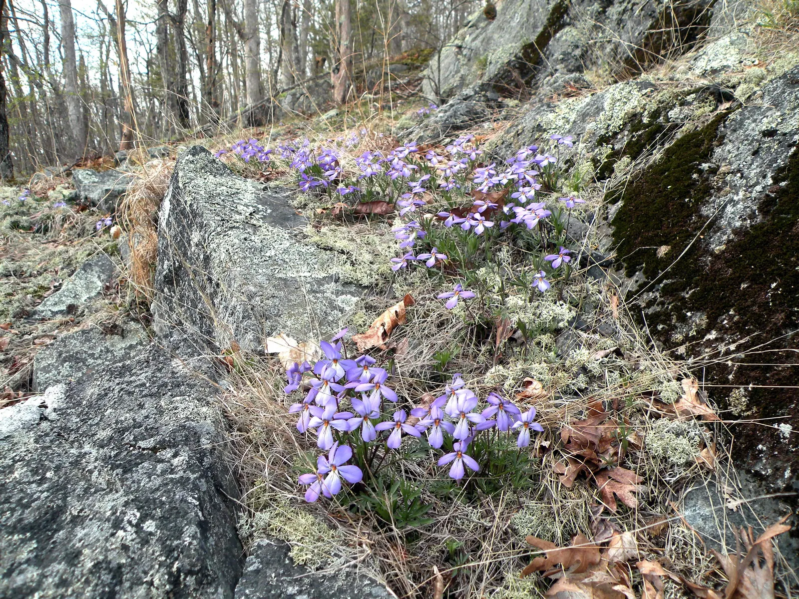Bird's Foot Violet (Viola Pedata) — often with contrasting orange centers that attract pollinators such as bees and butterflies