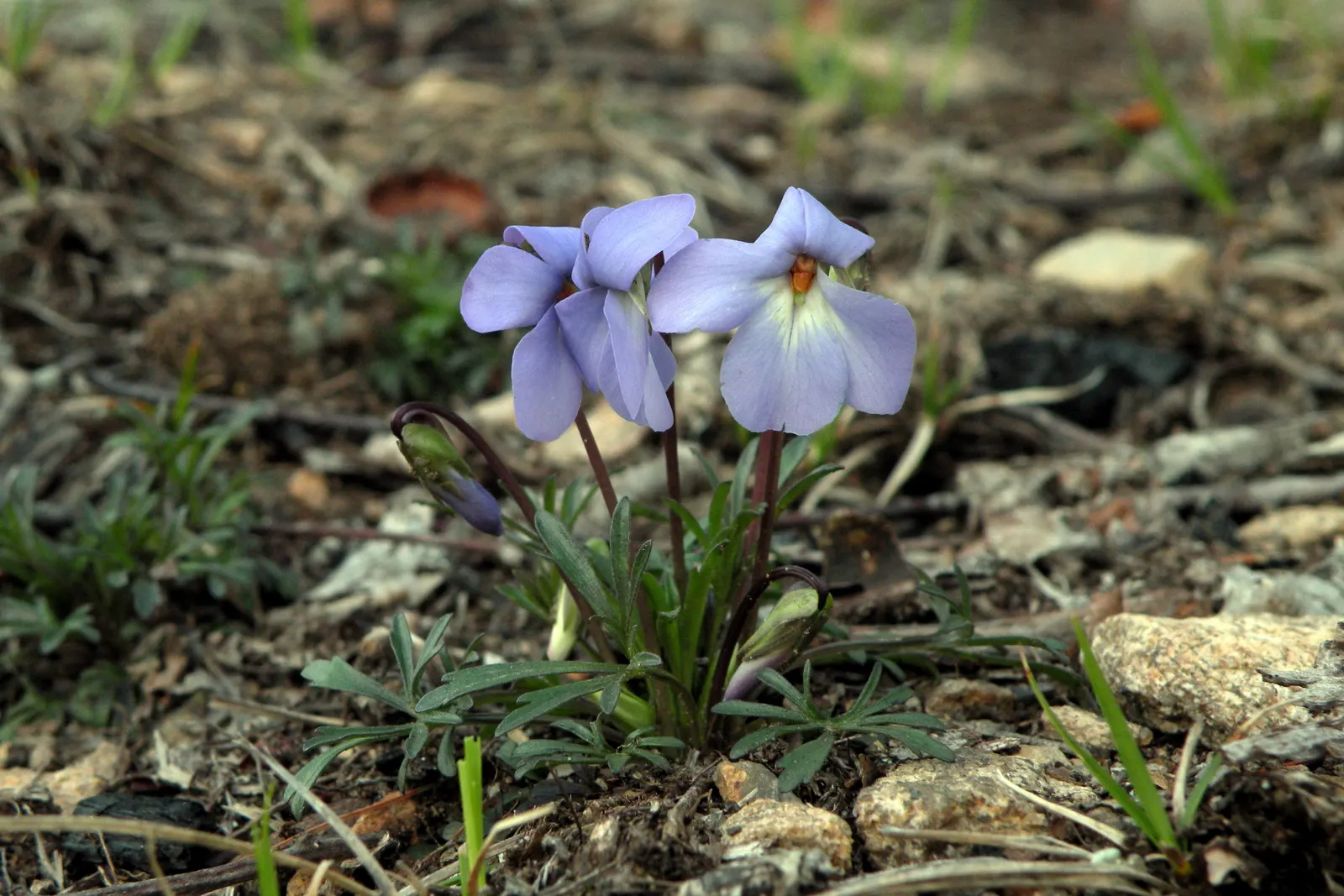 Bird's Foot Violet (Viola Pedata) — Flourishing in well-drained