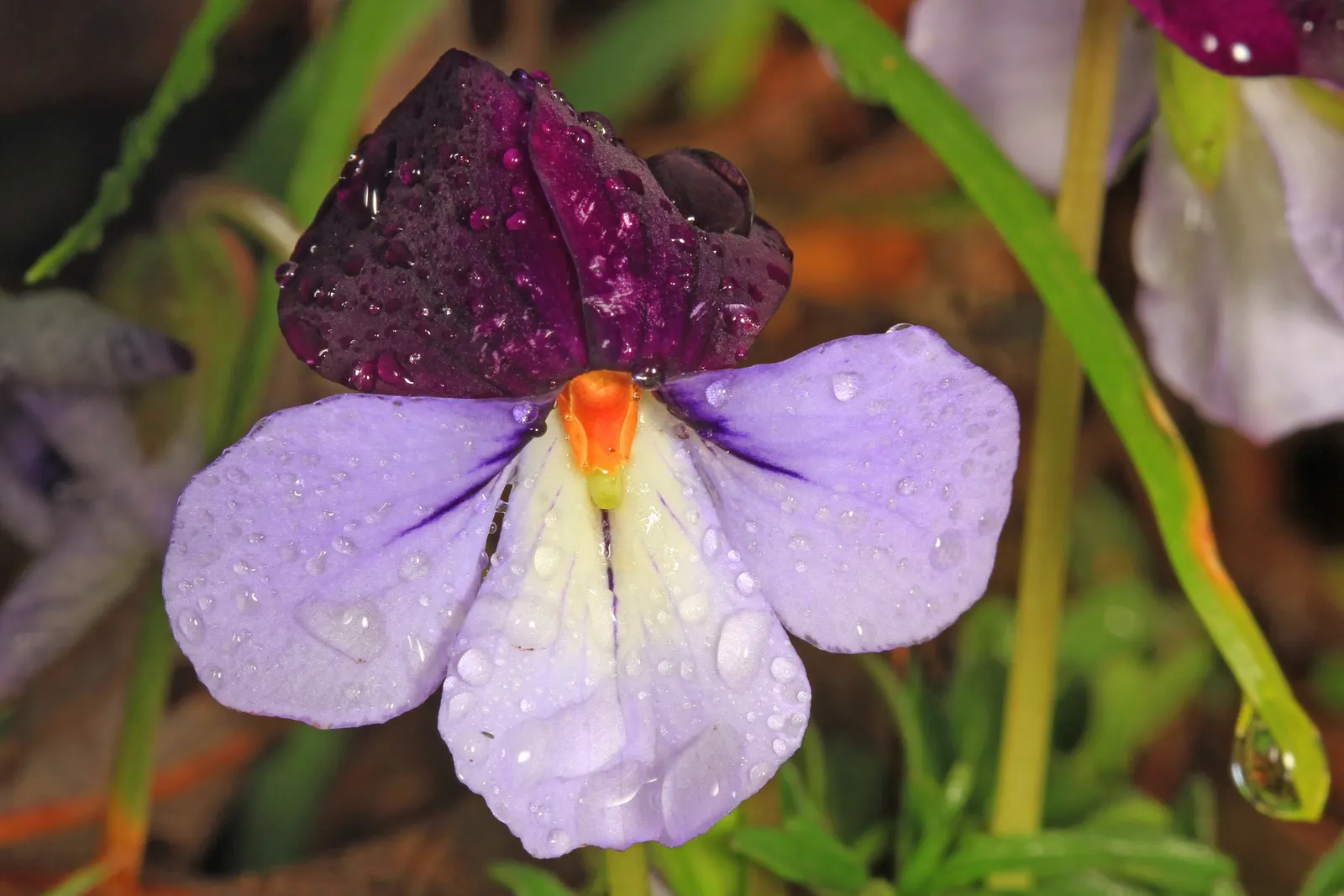 Bird's Foot Violet (Viola Pedata) — It pairs well with early spring bulbs and other native woodland species; often with contrasting orange centers that attract
