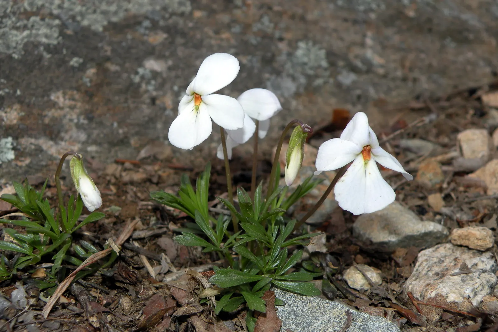 Bird's Foot Violet (Viola Pedata) — compact basal rosette reaching about 3-6 inches in height; the Bird's Foot Violet produces striking blooms that can be