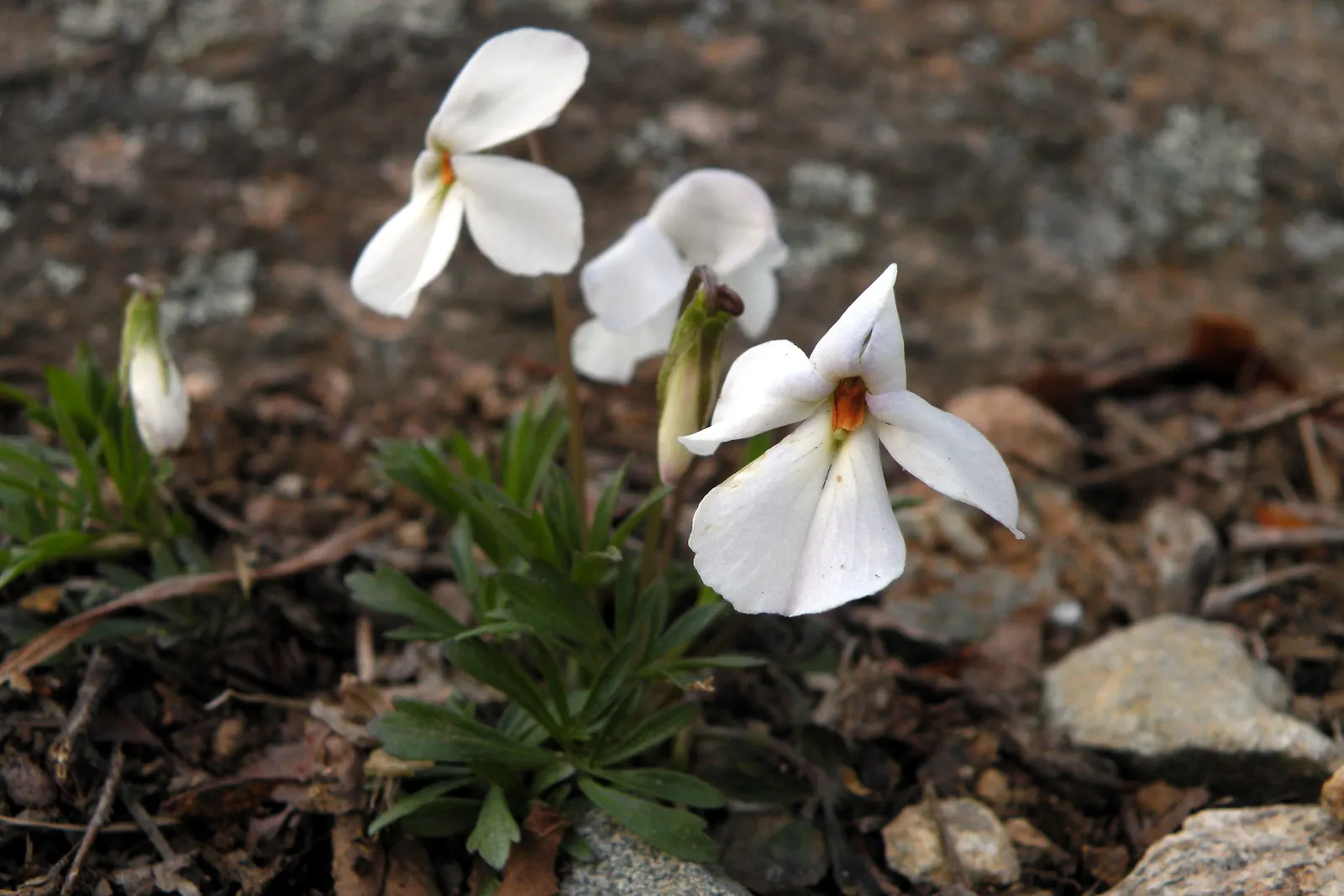 Bird's Foot Violet (Viola Pedata) — blue and purple flowers in the garden