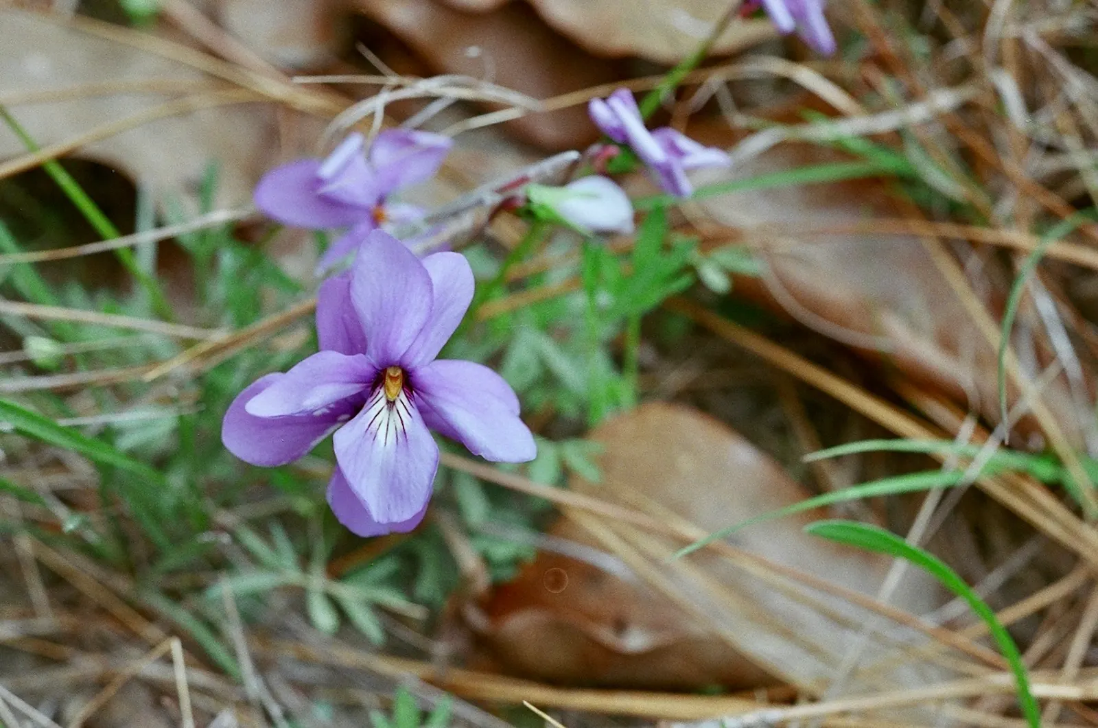 Bird's Foot Violet (Viola Pedata) — It is a hardy plant, suitable for USDA hardiness zones 4-9; the leaves form a low-growing