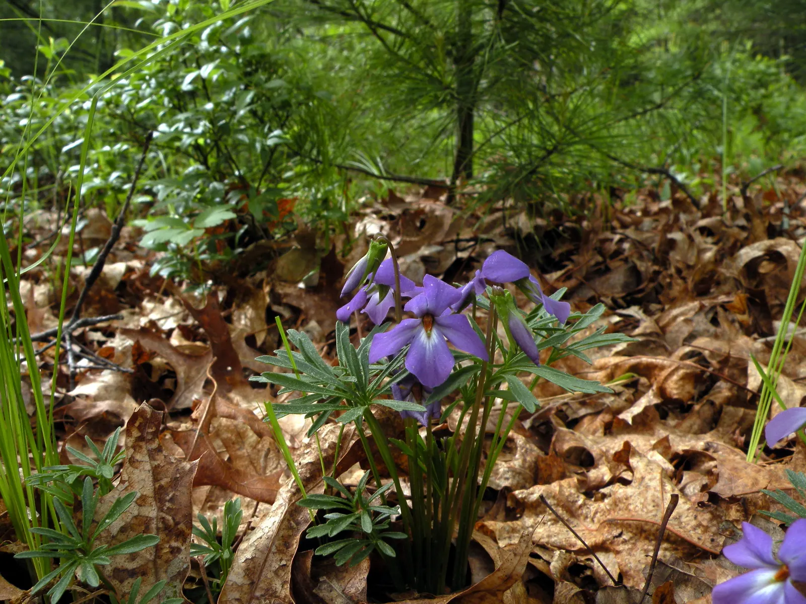 Bird's Foot Violet (Viola Pedata) — It is a hardy plant, suitable for USDA hardiness zones 4-9; the leaves form a low-growing, image 79