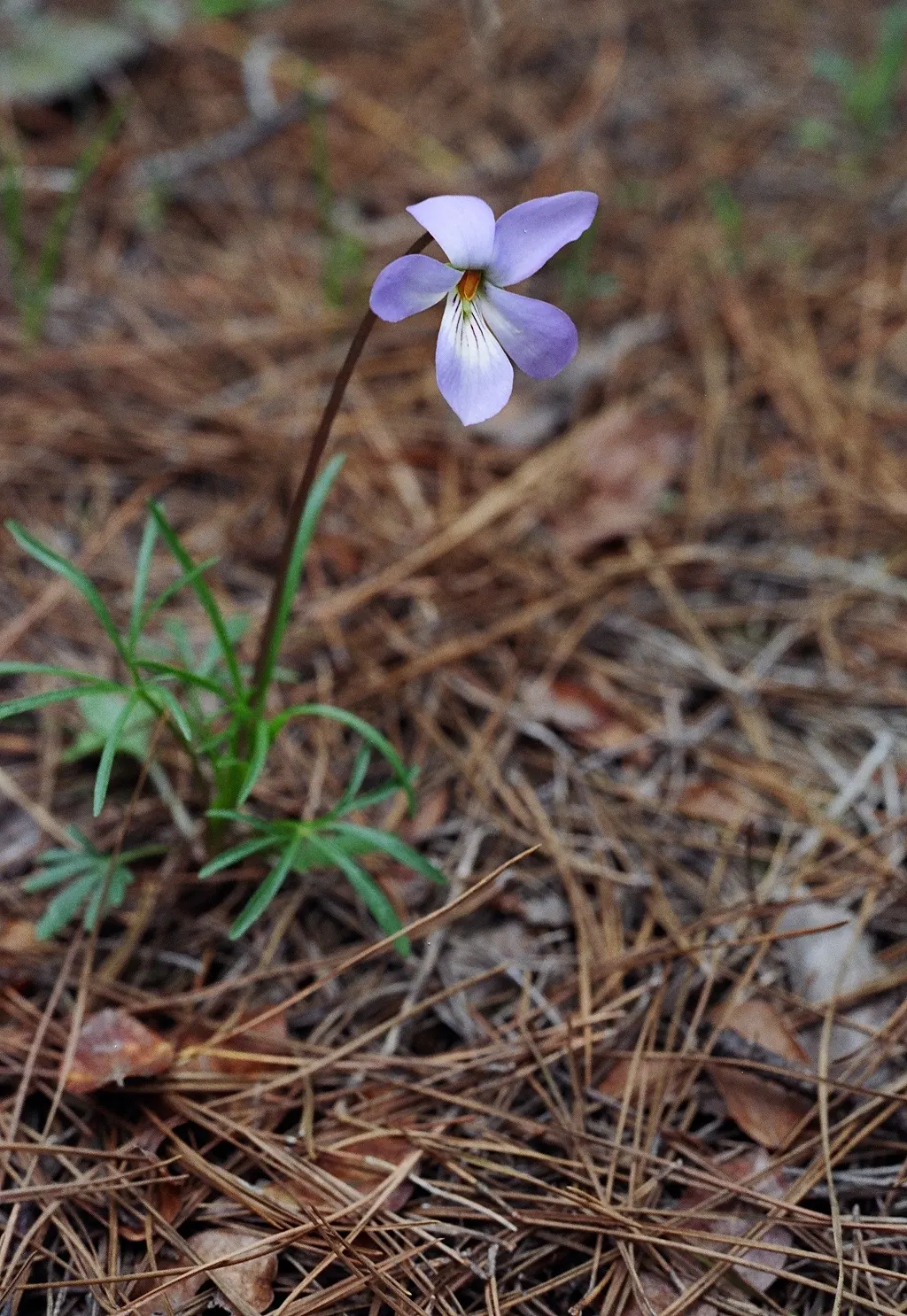 Bird's Foot Violet (Viola Pedata) — notable for its distinctive; this native prefers full to partial sun, image 61