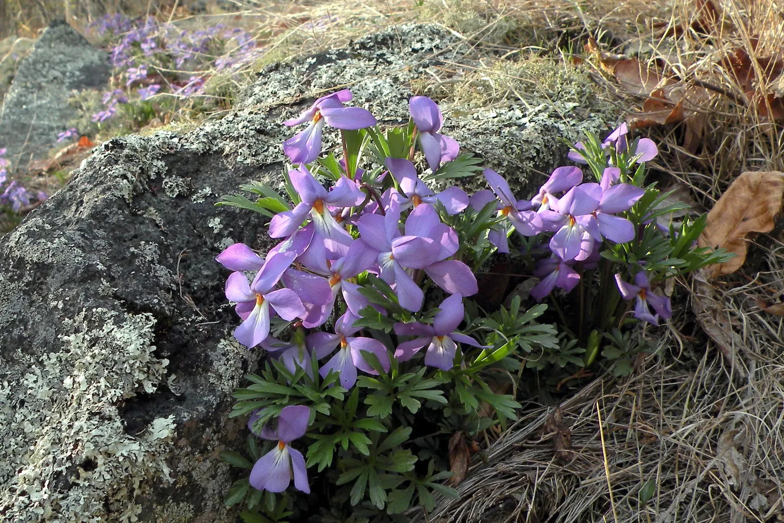 Bird's Foot Violet (Viola Pedata) — Viola pedata thrives in full sun but can also tolerate light shade