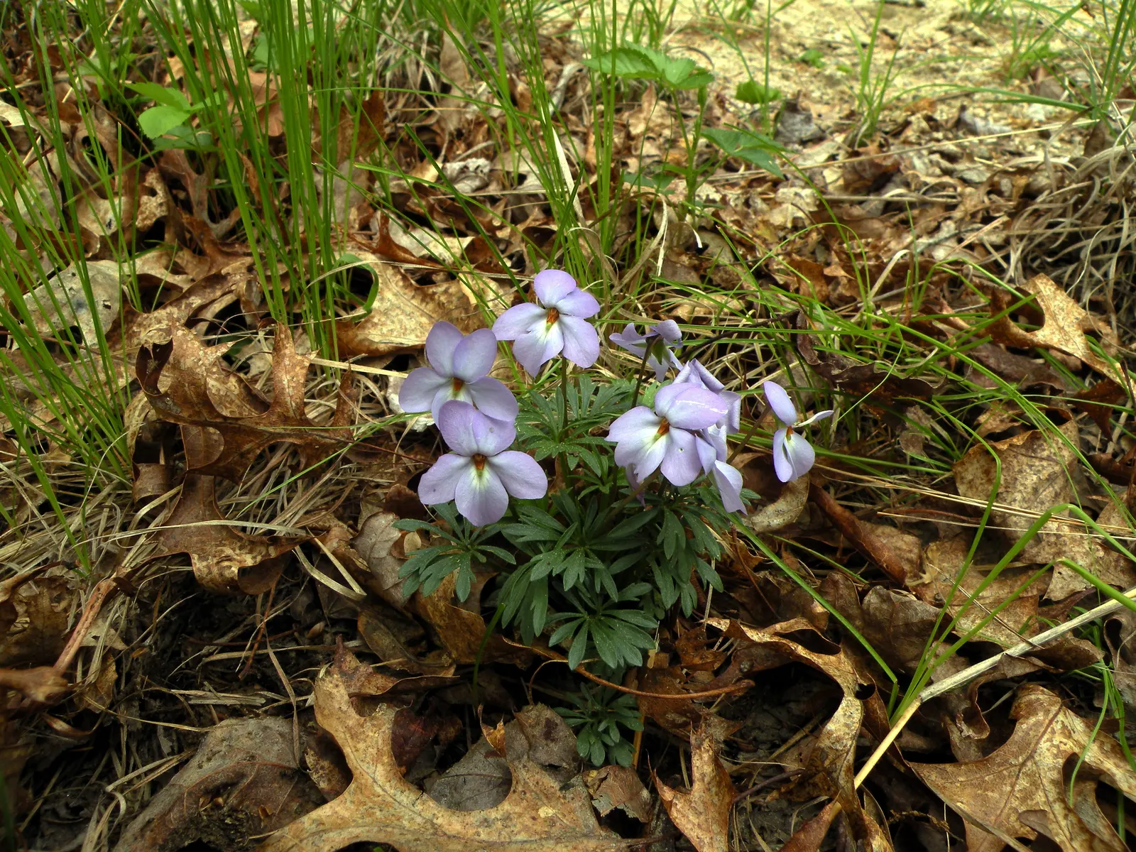 Bird's Foot Violet (Viola Pedata) — This charming perennial is native to the eastern United States and is celebrated for its unusual