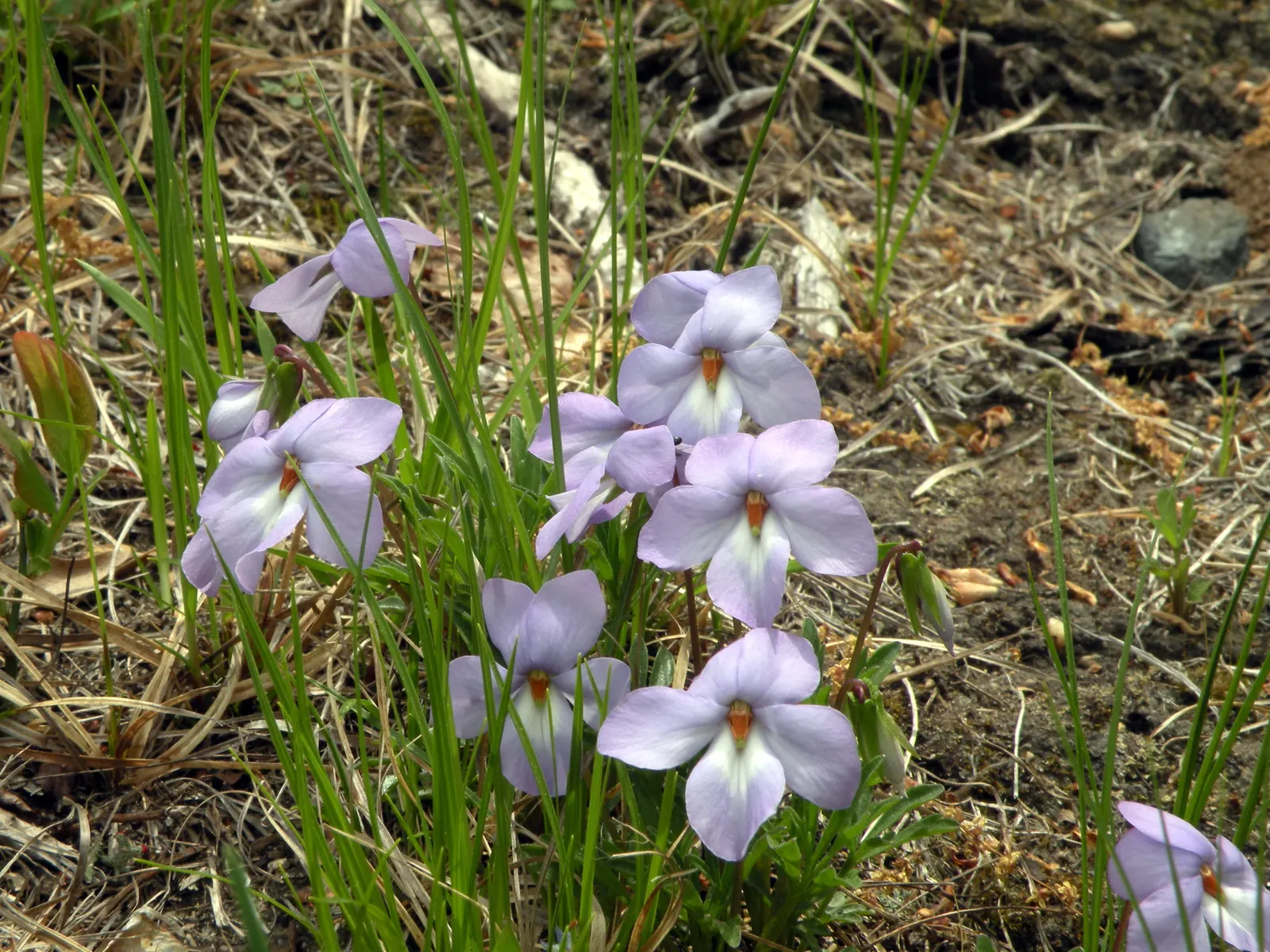 Bird's Foot Violet (Viola Pedata) — deeply dissected leaves that resemble a bird's foot; ground cover / perennial for half or shade, image 69