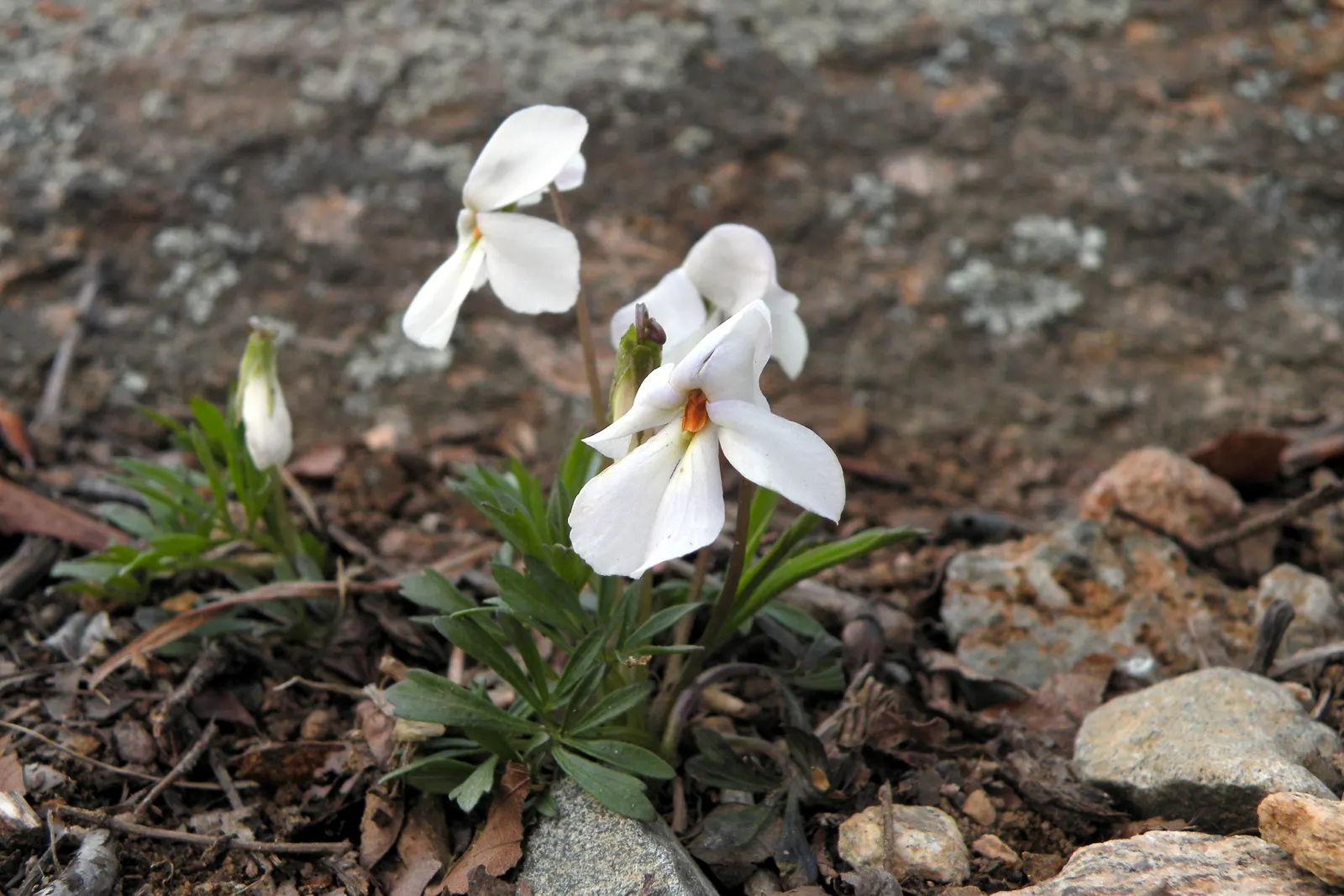 Bird's Foot Violet (Viola Pedata) — The flowers are about 1 inch in diameter and rise above the foliage on slender stalks up to 8 inches tall; it is a hardy