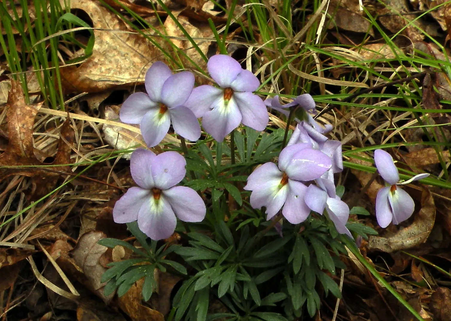 Bird's Foot Violet (Viola Pedata) — the Bird's Foot Violet produces striking blooms that can be either deep violet or blue; reaching a modest, image 74