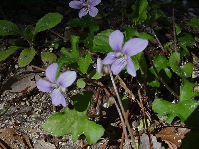 Bird's Foot Violet (Viola Pedata) — this native prefers full to partial sun; offering a delicate texture and a pop of vibrant hue for your client's, image 64