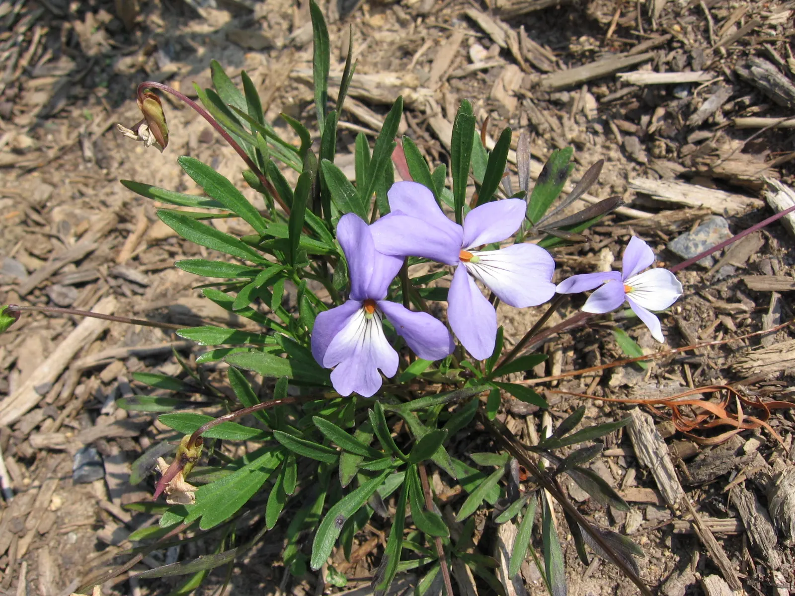 Bird's Foot Violet (Viola Pedata) — ground cover / perennial with blue and purple blooms; this species is somewhat drought-resistant once established