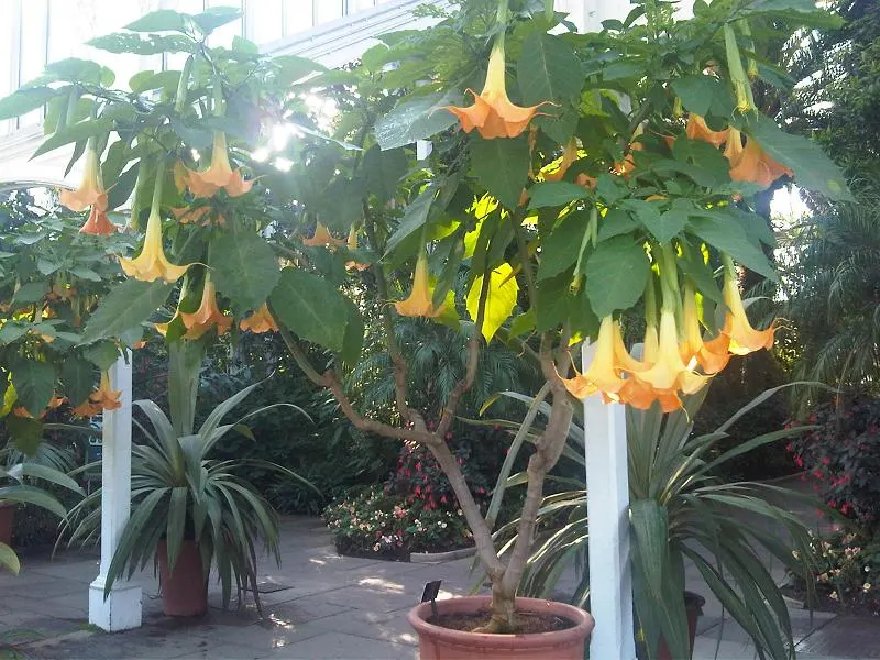 Angel's Trumpet (Brugmansia X 'Charles Grimaldi') — Offering dramatic flair to landscapes; the bloom period extends from late spring until autumn