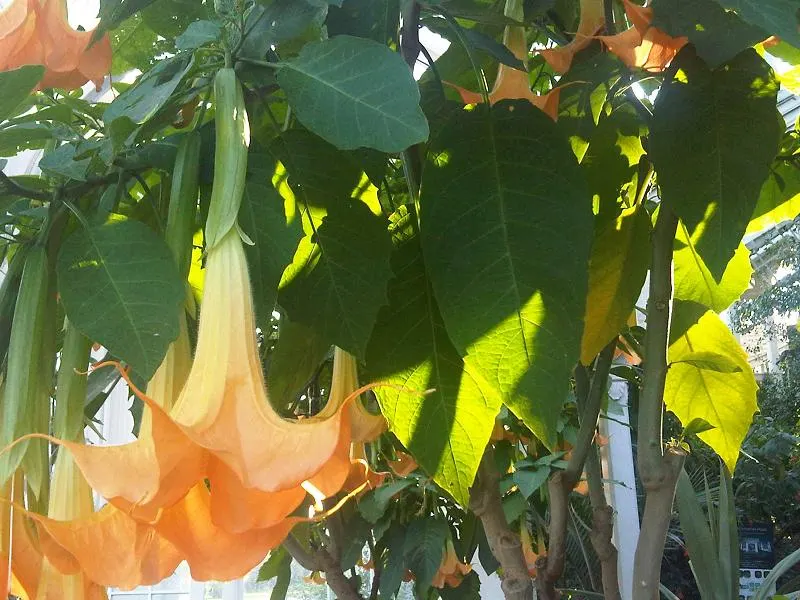 Angel's Trumpet (Brugmansia X 'Charles Grimaldi') — Offering dramatic flair to landscapes