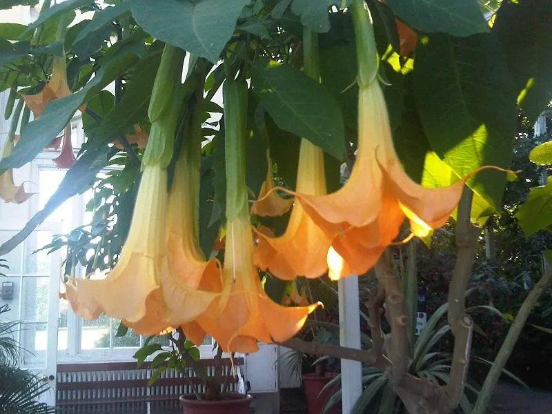 Angel's Trumpet (Brugmansia X 'Charles Grimaldi') — This perennial prefers full sun to partial shade and moist, well-drained soil; ideal for focal points in
