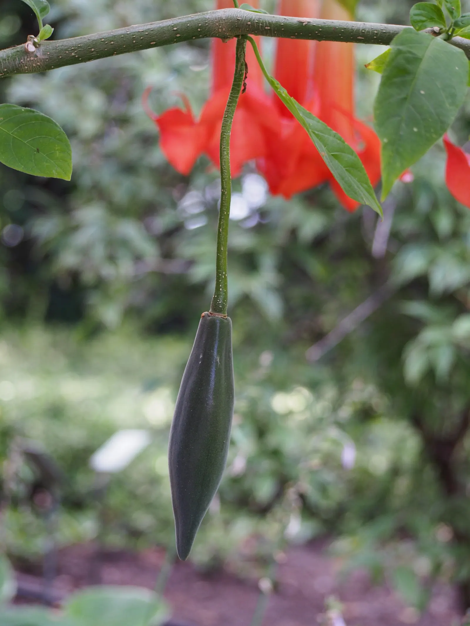 Angel's Trumpet (Brugmansia X 'Charles Grimaldi') — Brugmansia 'Charles Grimaldi' is a showstopper that attracts nighttime pollinators