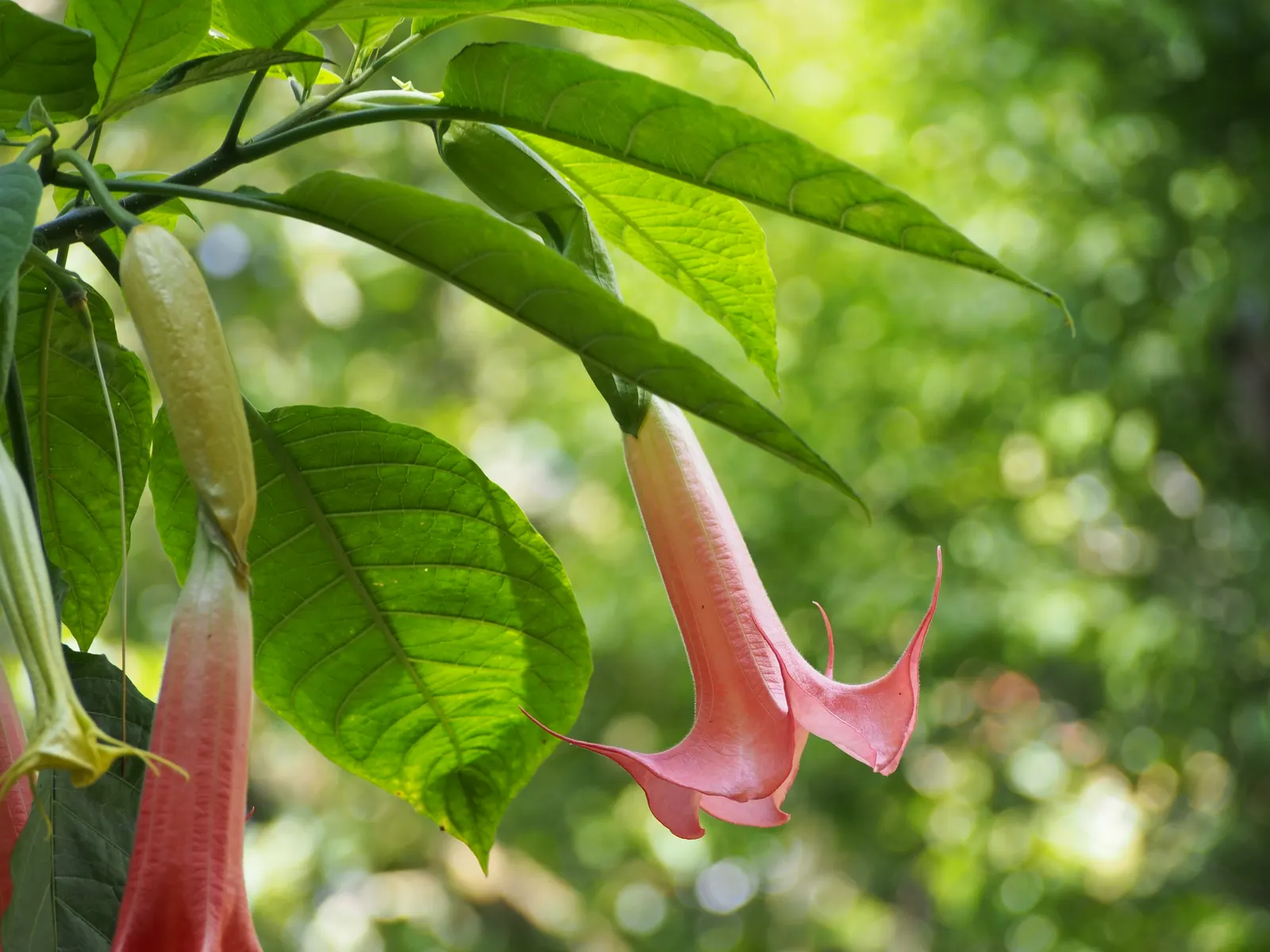 Angel's Trumpet (Brugmansia X 'Charles Grimaldi') — This cultivar produces trumpet-shaped blooms with a rich; it is a fast grower and can be, image 60