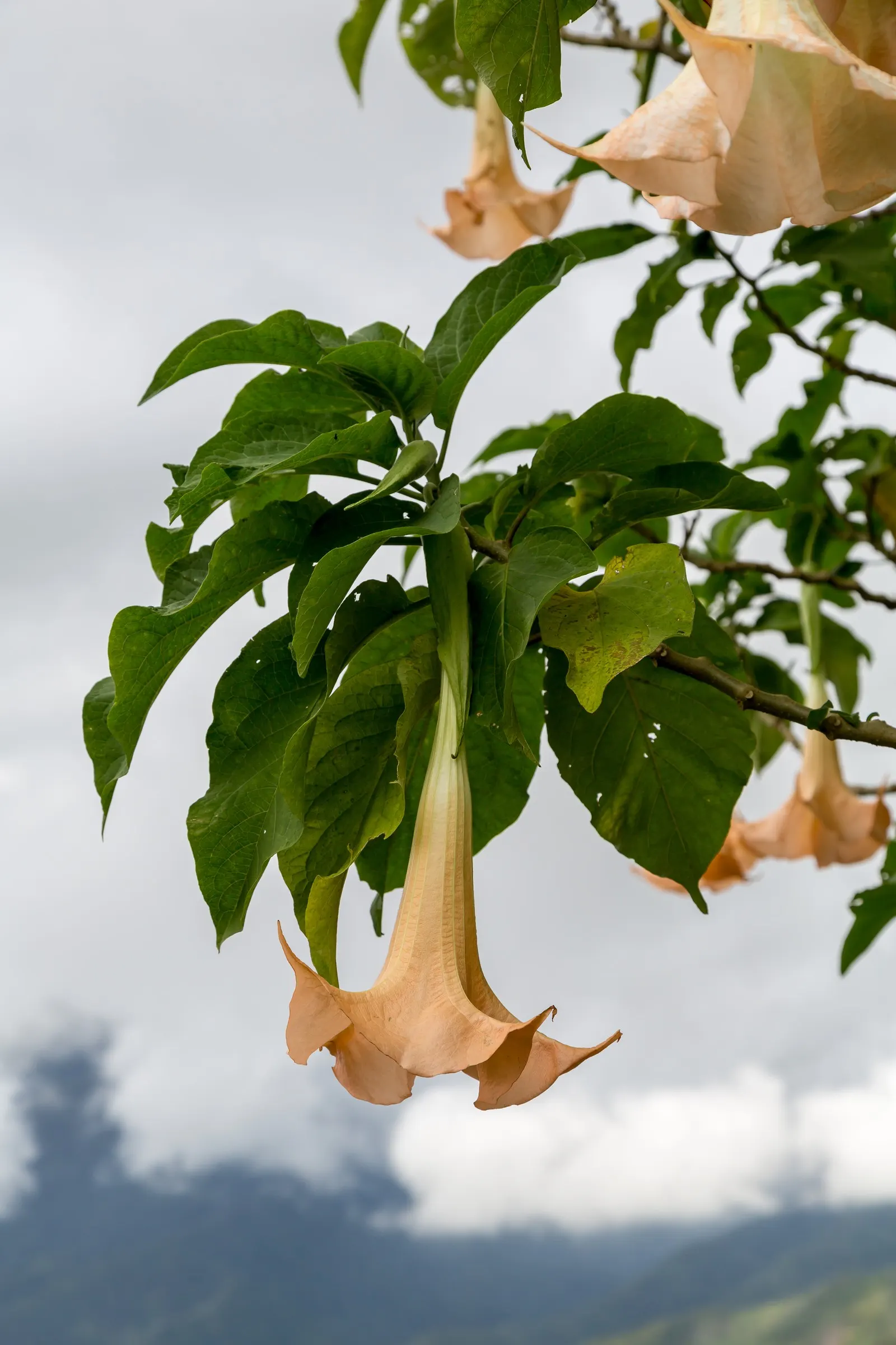 Angel's Trumpet (Brugmansia X 'Charles Grimaldi') — commonly known as Angel's Trumpet
