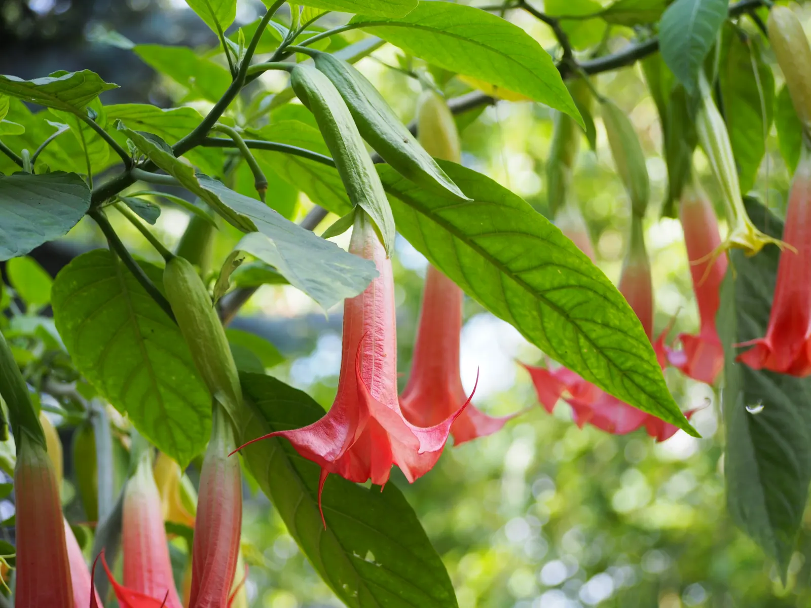 Angel's Trumpet (Brugmansia X 'Charles Grimaldi') — It is a fast grower and can be susceptible to frost