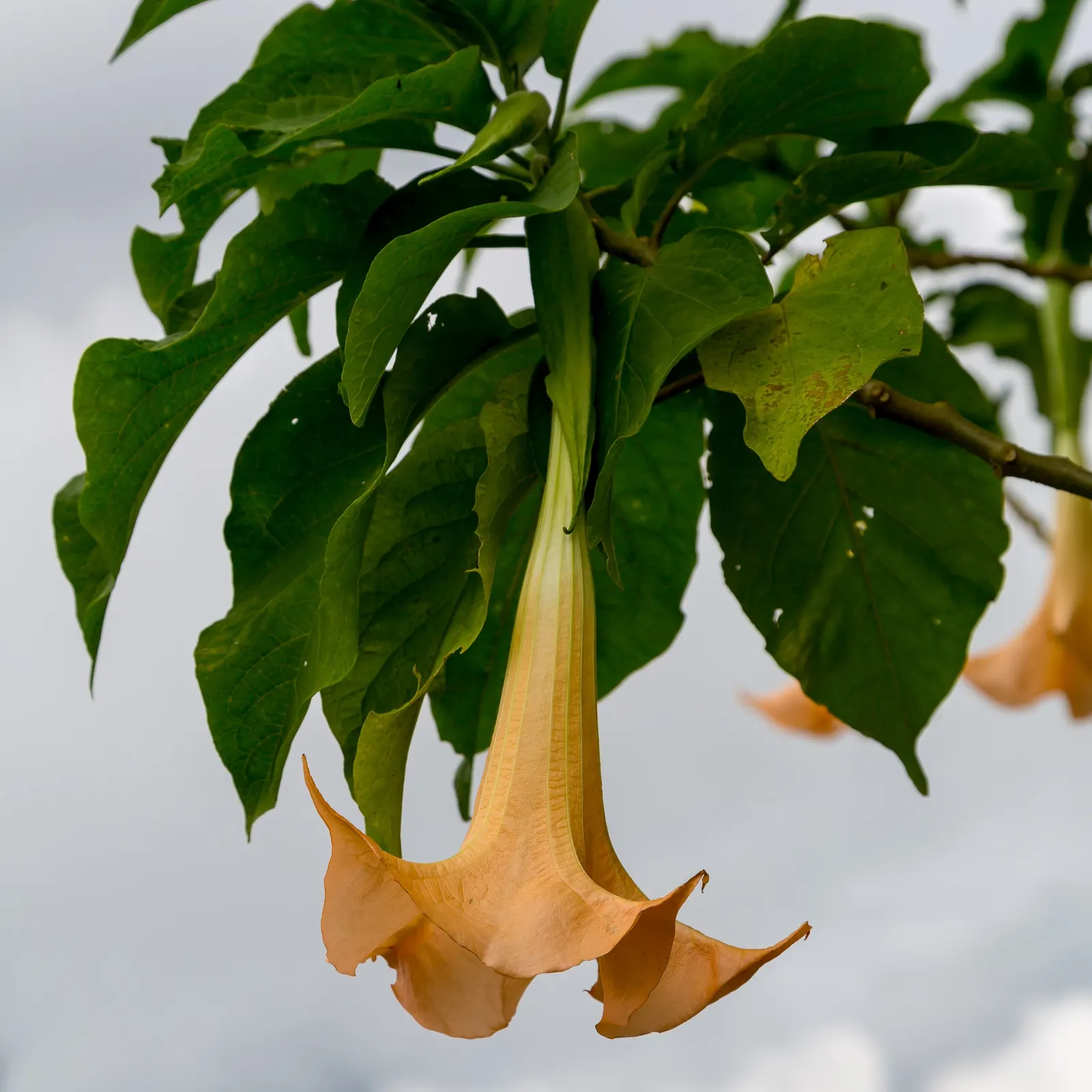 Angel's Trumpet (Brugmansia X 'Charles Grimaldi') — 'Charles Grimaldi' requires full sun to partial shade and well-draining soil