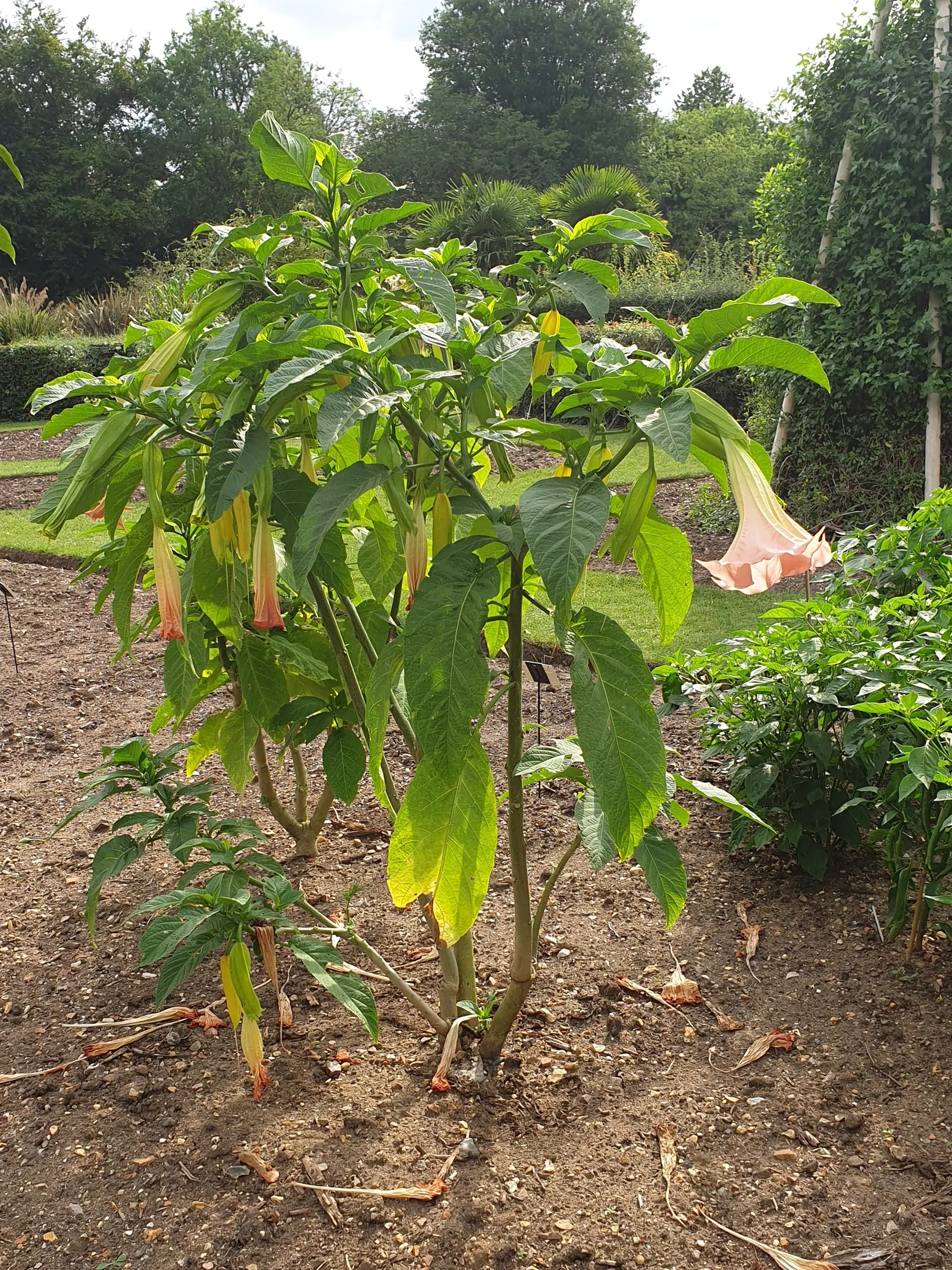 Angel's Trumpet (Brugmansia X 'Charles Grimaldi') — in areas with cold winters; yellow flowers in the garden