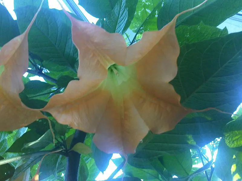 Angel's Trumpet (Brugmansia X 'Charles Grimaldi') — shrub for full or half; adding a dynamic layer of interaction to the garden ecosystem
