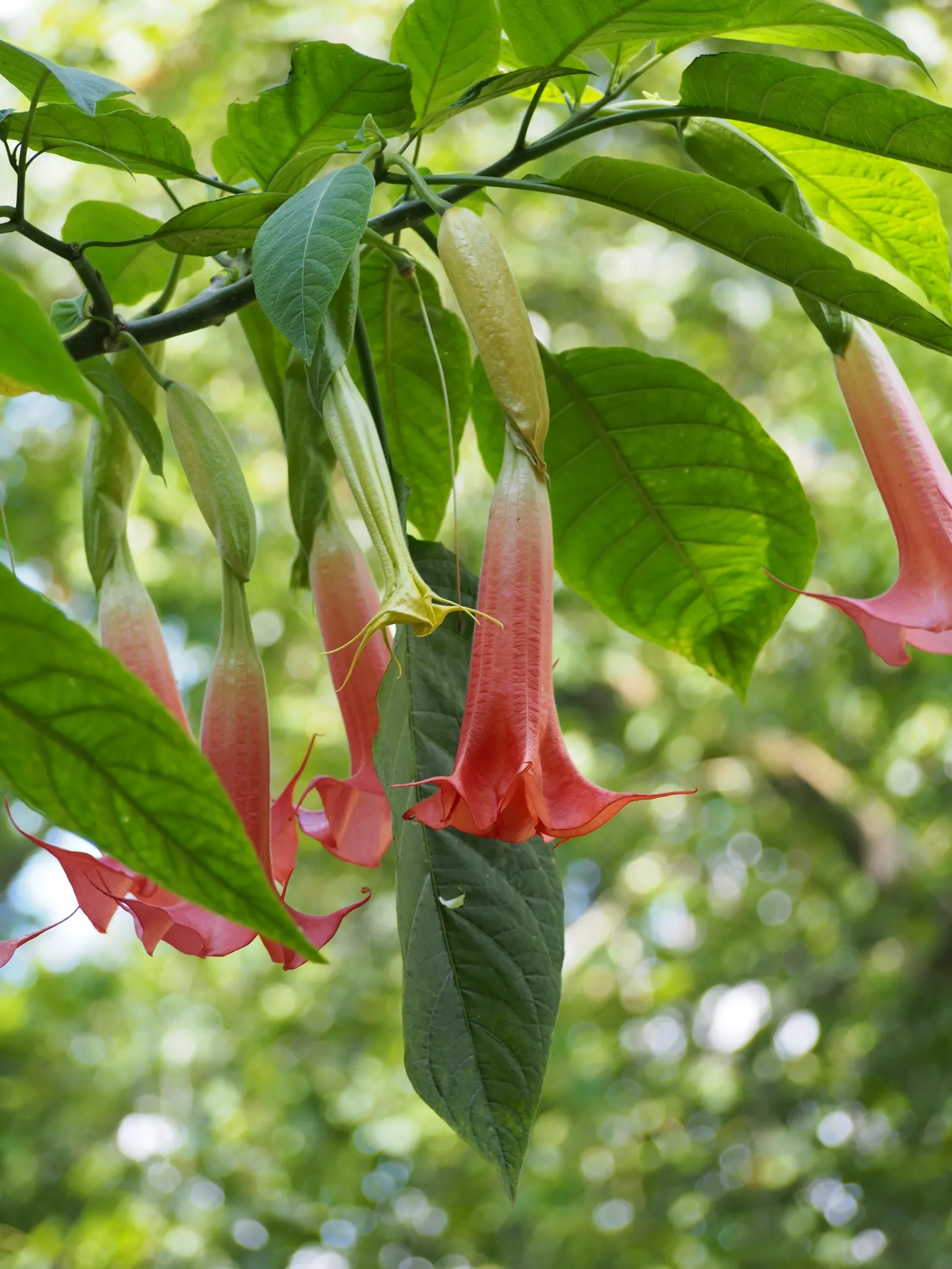 Angel's Trumpet (Brugmansia X 'Charles Grimaldi') — shrub with yellow blooms; often reaching lengths of 6-8 inches.<br><br>For optimal growth