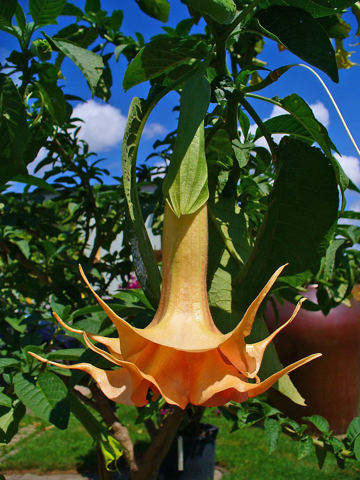 Angel's Trumpet (Brugmansia X 'Charles Grimaldi') — this semi-woody shrub or small tree showcases dense, image 38