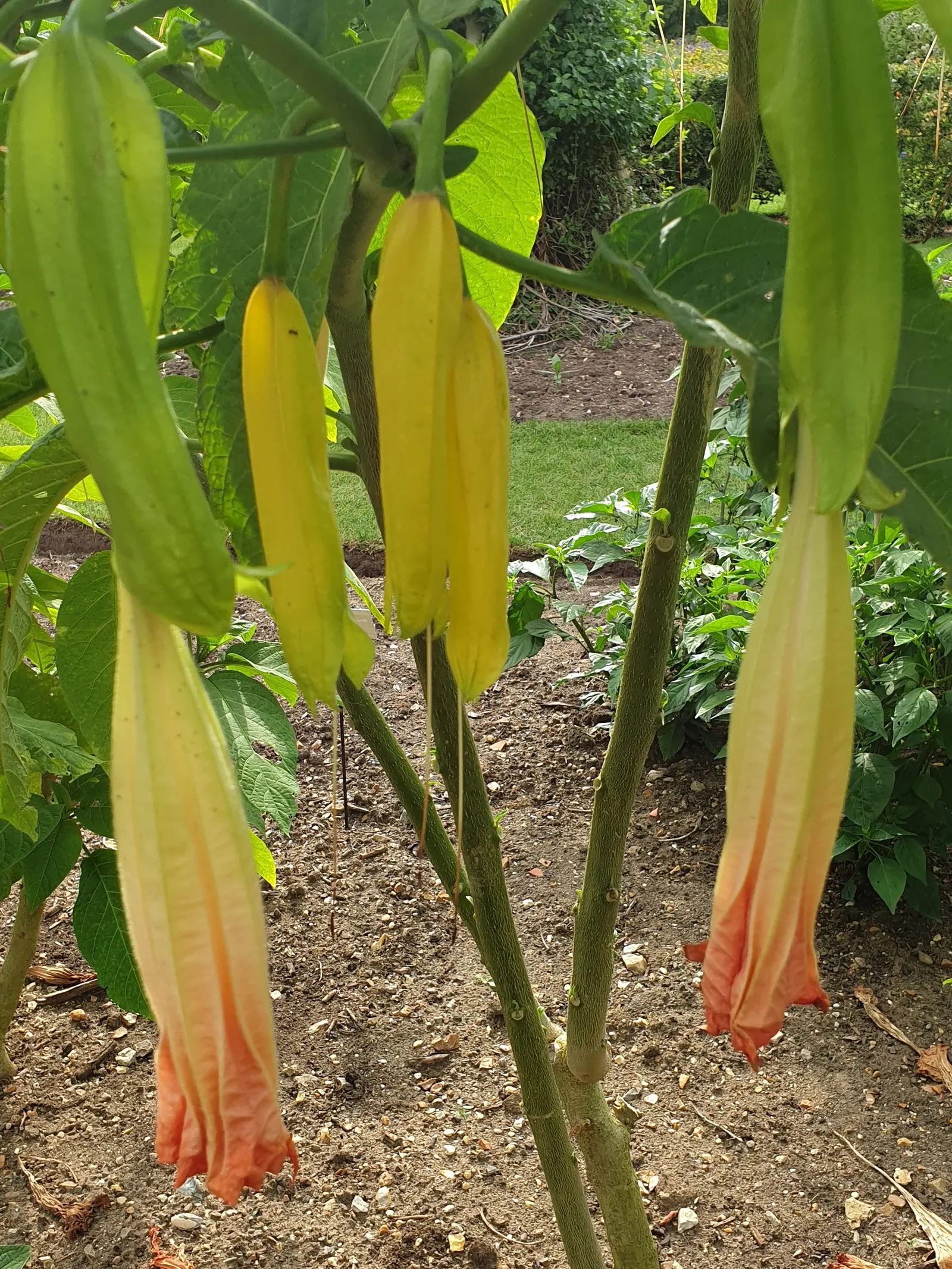 Angel's Trumpet (Brugmansia X 'Charles Grimaldi') — noted for its strikingly large and fragrant; this cultivar produces trumpet-shaped blooms with, image 59