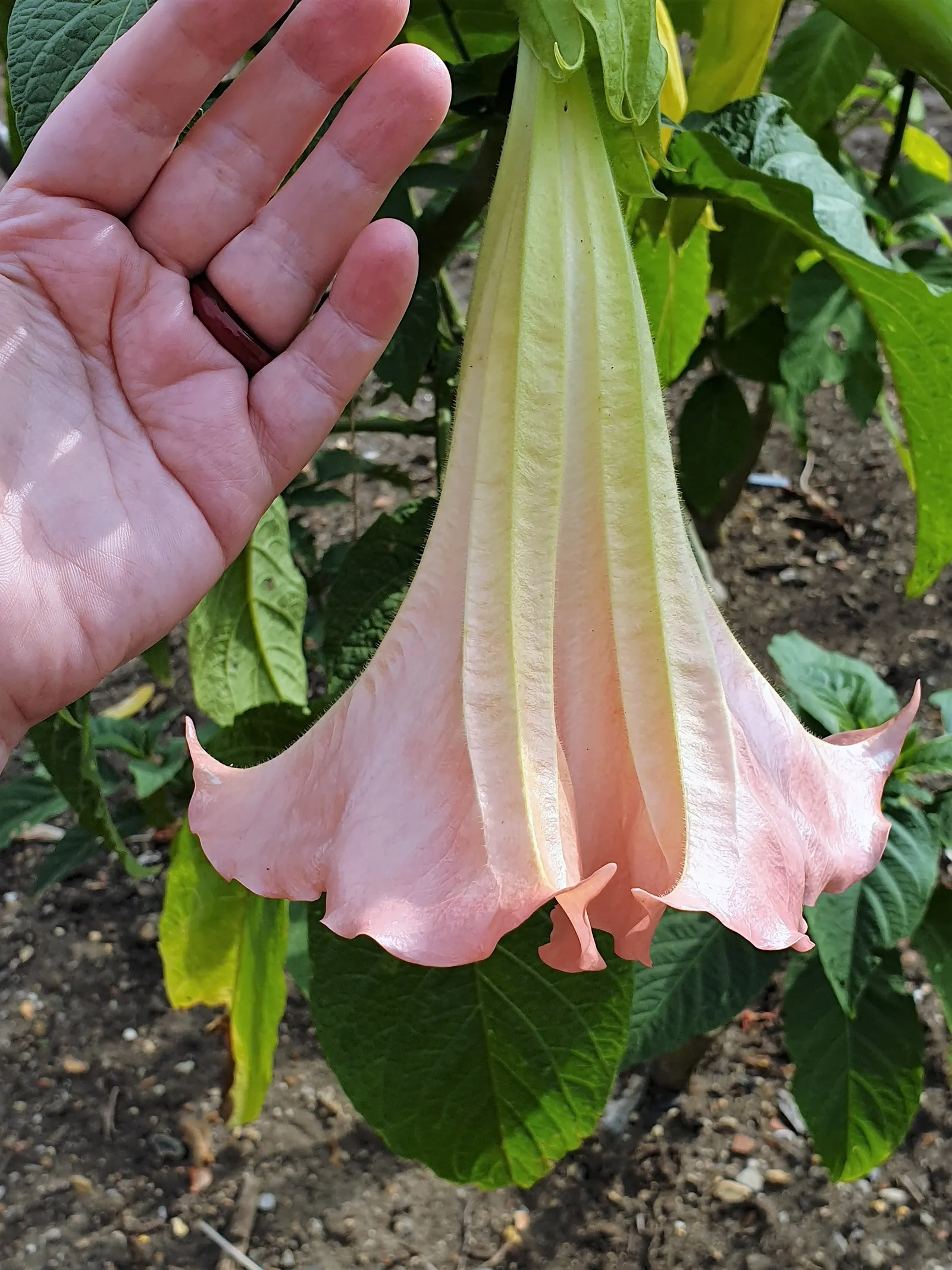 Angel's Trumpet (Brugmansia X 'Charles Grimaldi') — is a mesmerizing addition to any landscape; trumpet-shaped blooms up to 12 inches long