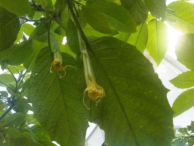 Angel's Trumpet (Brugmansia X 'Charles Grimaldi') — The bloom period extends from late spring until autumn; handle with care, as all parts are toxic if ingested