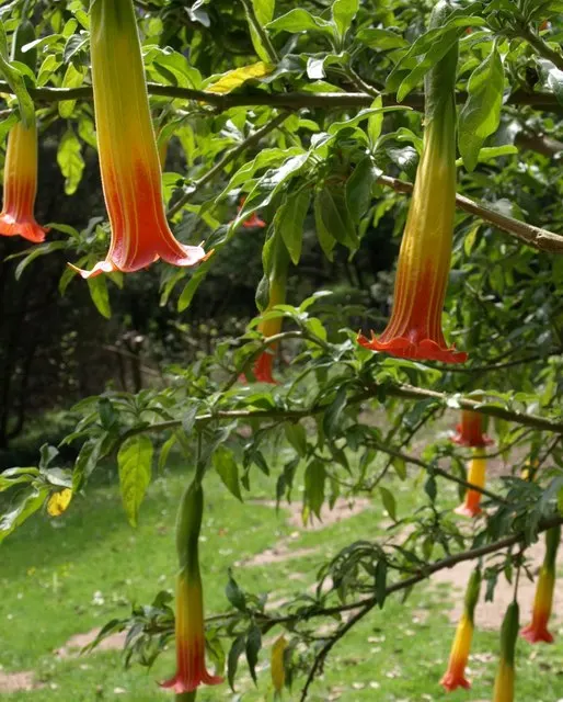 Angel's Trumpet (Brugmansia X 'Charles Grimaldi') — Typically reaching 8-10 feet in height; apricot-yellow hue that can be up to 12 inches long and 7 inches