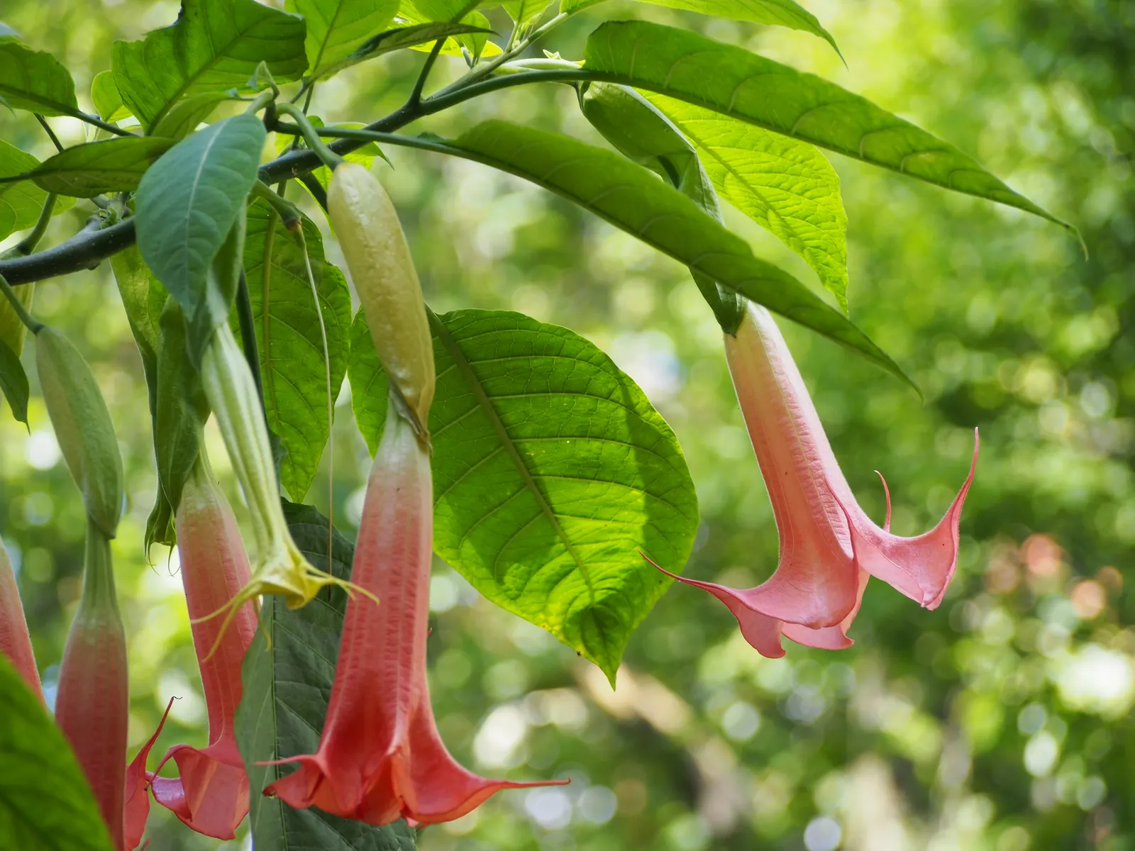 Angel's Trumpet (Brugmansia X 'Charles Grimaldi') — commonly known as Angel's Trumpet; in a stunning golden-yellow hue
