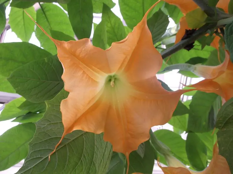 Angel's Trumpet (Brugmansia X 'Charles Grimaldi') — often reaching lengths of 6-8 inches.<br><br>For optimal growth