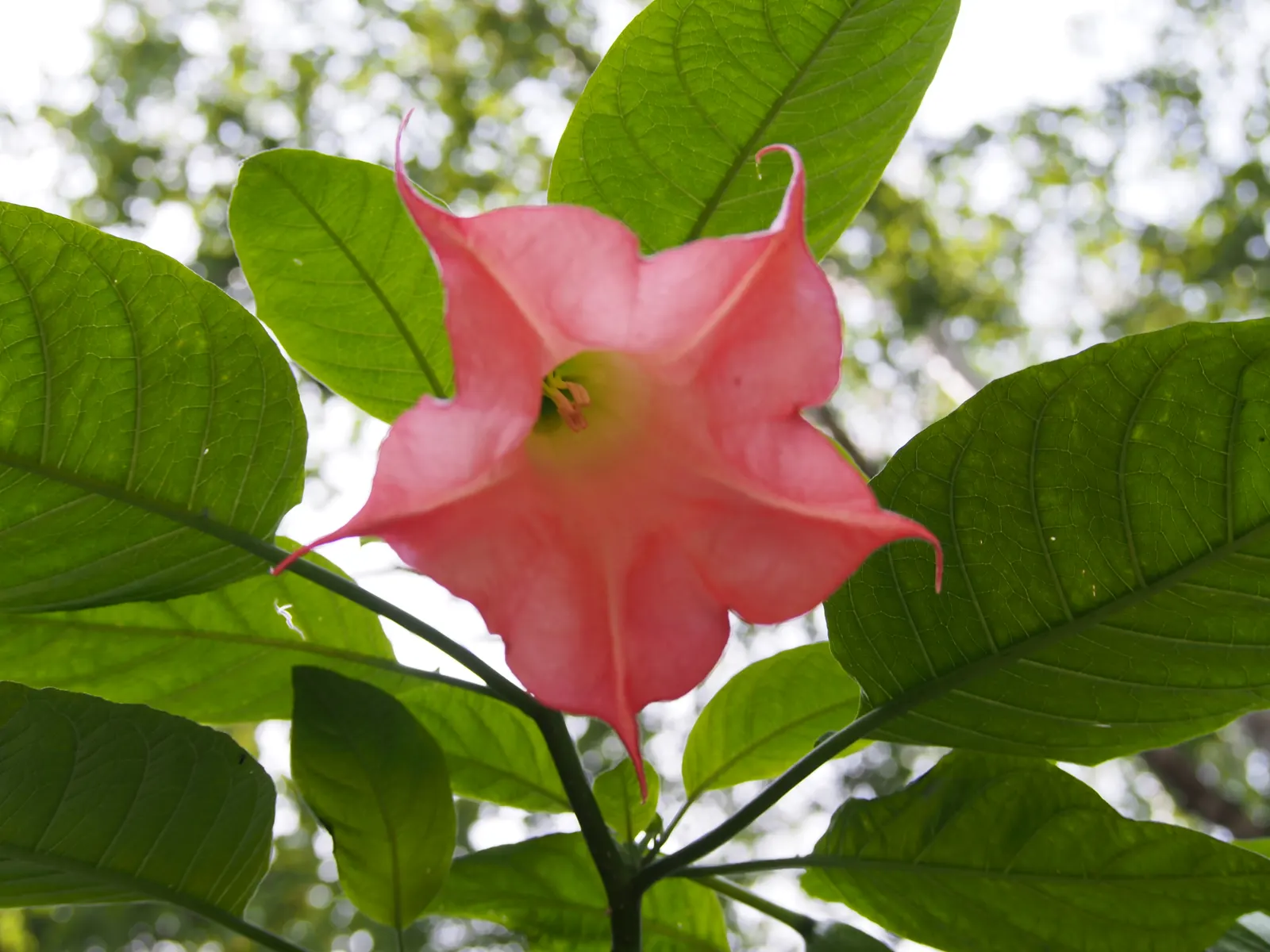 Angel's Trumpet (Brugmansia X 'Charles Grimaldi') — apricot-yellow hue that can be up to 12 inches long and 7 inches wide at the opening
