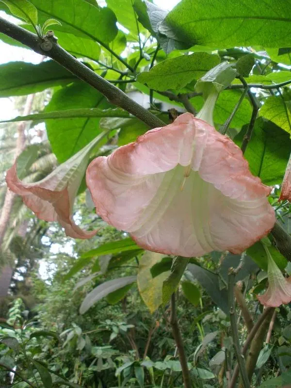 Angel's Trumpet (Brugmansia X 'Charles Grimaldi') — trumpet-shaped blooms up to 12 inches long