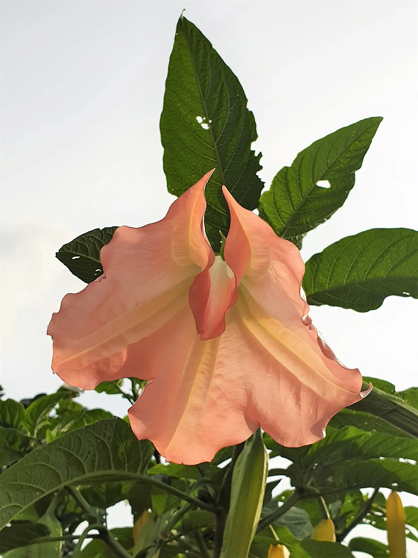 Angel's Trumpet (Brugmansia X 'Charles Grimaldi') — in a stunning golden-yellow hue; shrub for full or half, image 54
