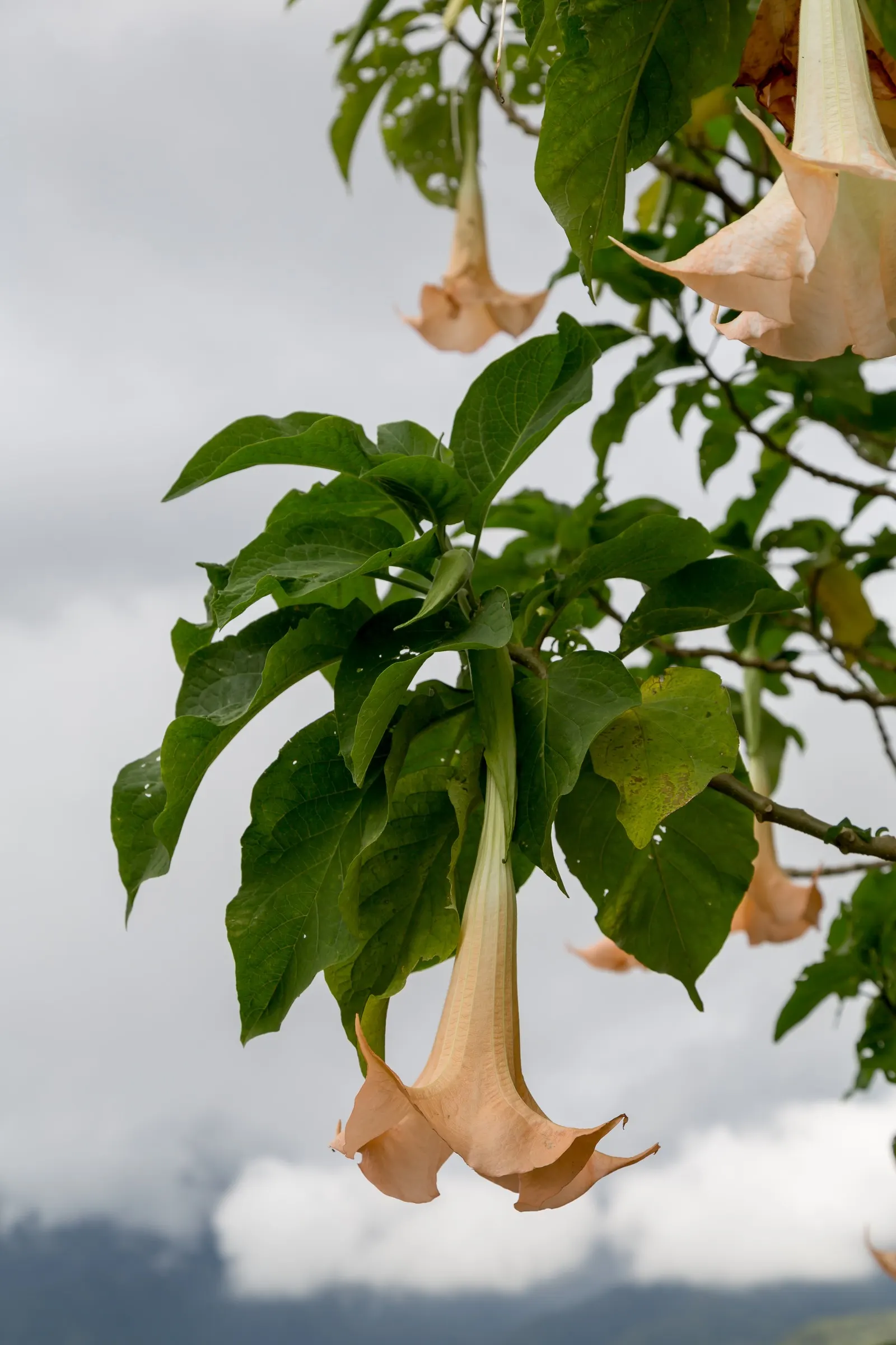 Angel's Trumpet (Brugmansia X 'Charles Grimaldi') — trumpet-shaped blooms up to 12 inches long; in areas with cold winters