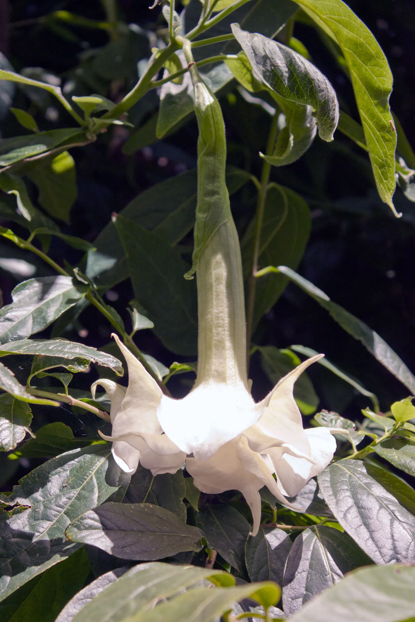 Angel's Trumpet (Brugmansia X 'Charles Grimaldi') — noted for its strikingly large and fragrant; this cultivar produces trumpet-shaped blooms with a rich